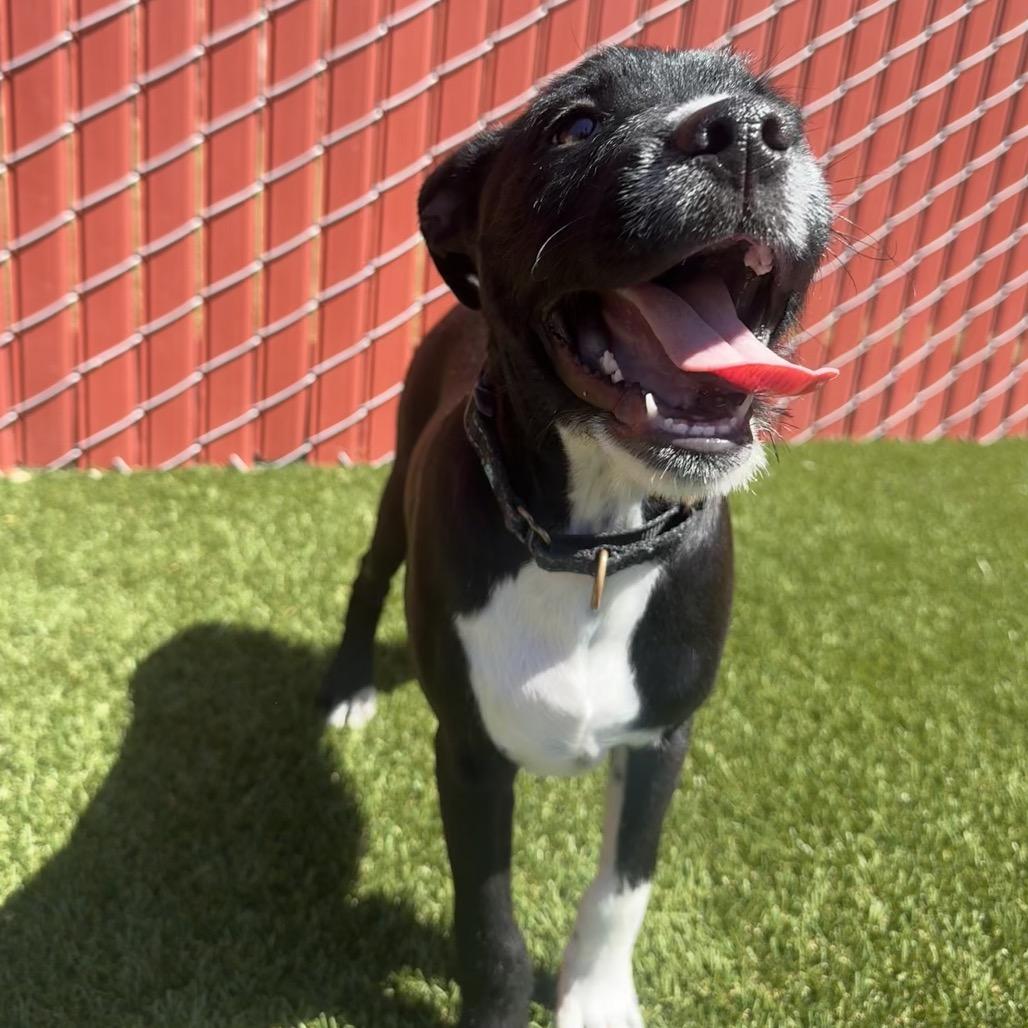 Enlarge Stefan, a Adoptable mixed breed in Buellton, CA image 3/5