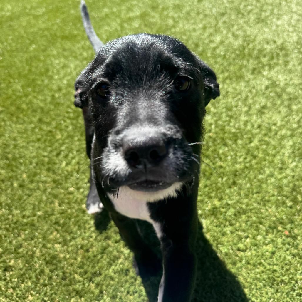 Enlarge Stefan, a Adoptable mixed breed in Buellton, CA image 4/5