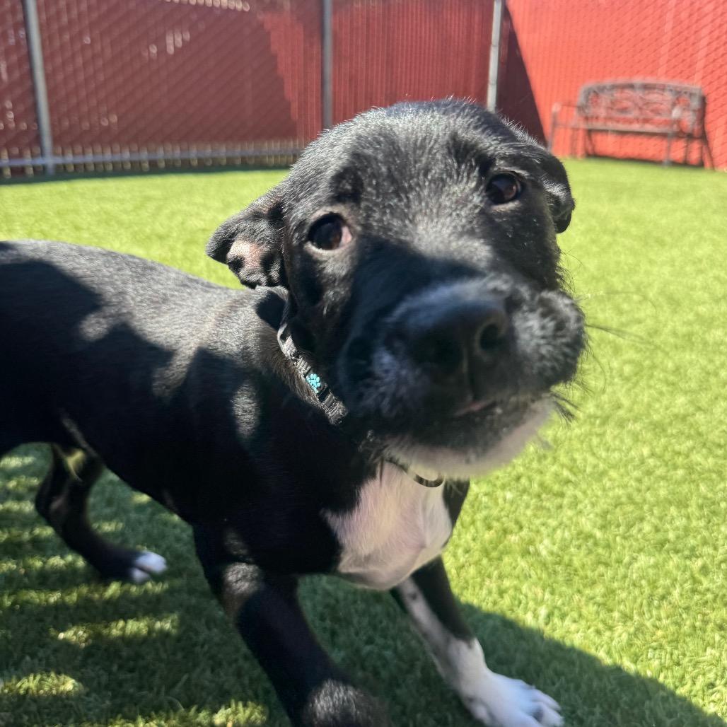 Enlarge Stefan, a Adoptable mixed breed in Buellton, CA image 5/5