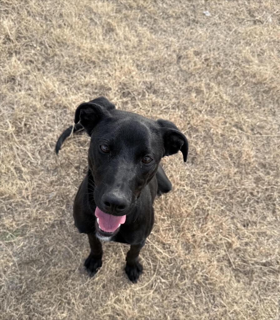 Enlarge Onyx, a Adoptable Afghan Hound in Pratt, KS image 1/1