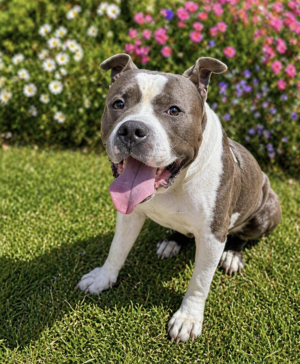 Enlarge Teddy Bear , an adopted mixed breed in Scottsdale, AZ image 5/6