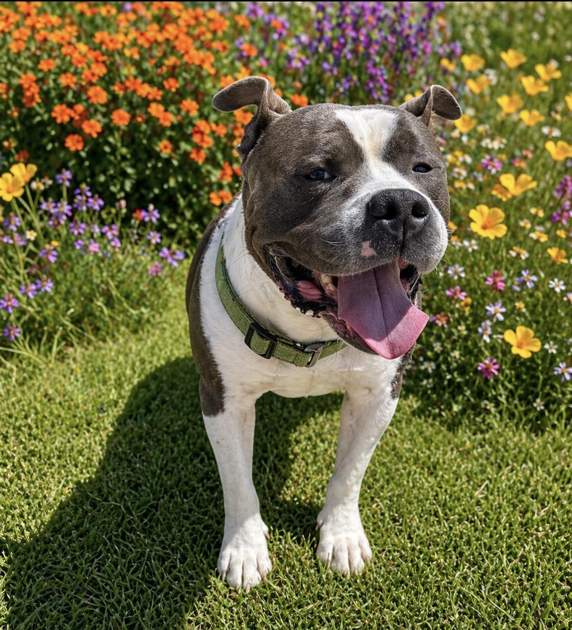 Enlarge Teddy Bear , an adopted mixed breed in Scottsdale, AZ image 6/6