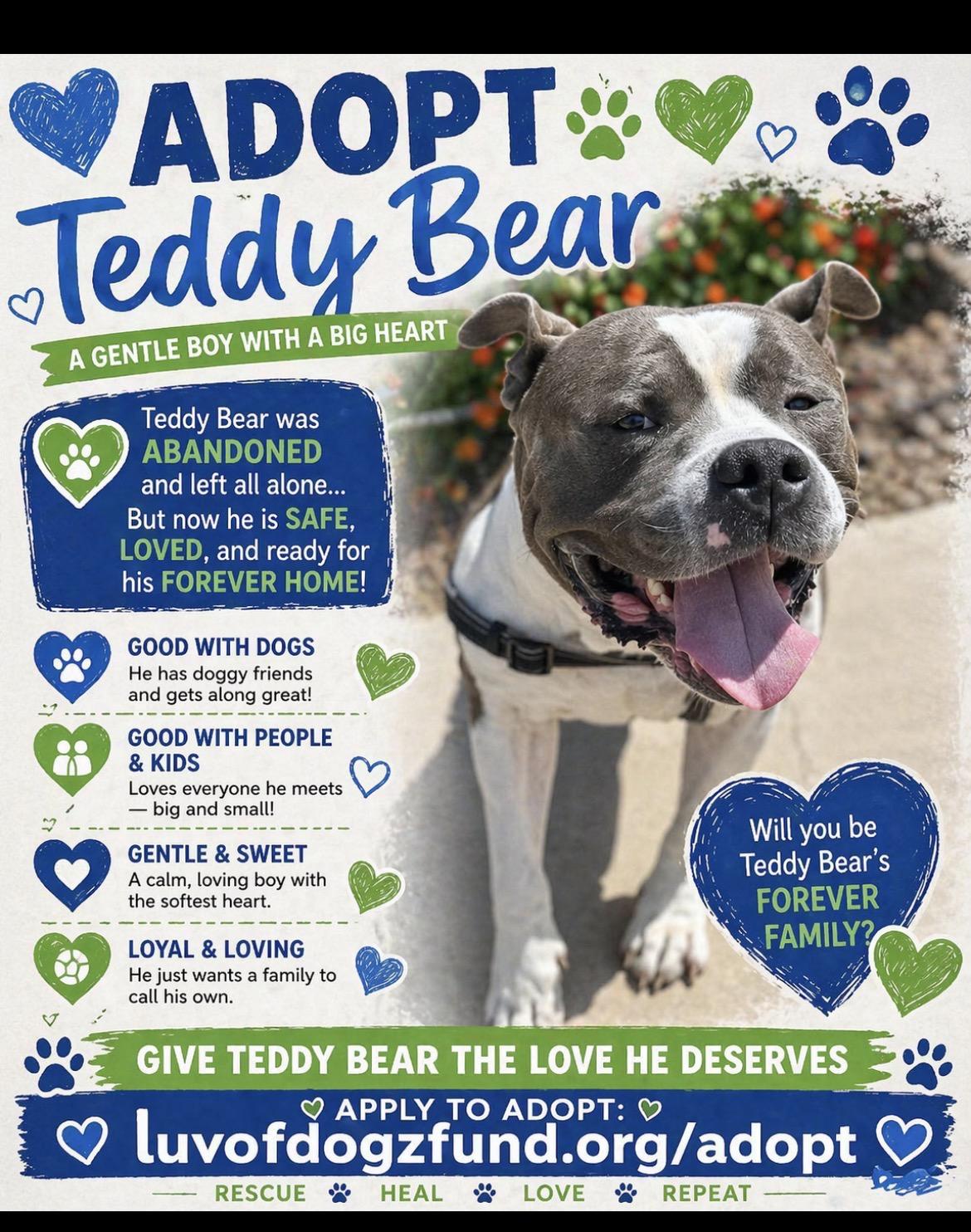 Enlarge Teddy Bear , an adopted mixed breed in Scottsdale, AZ image 3/6