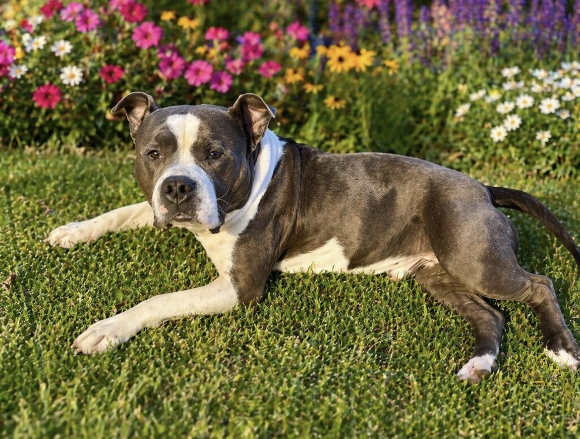 Enlarge Teddy Bear , an adopted mixed breed in Scottsdale, AZ image 4/6
