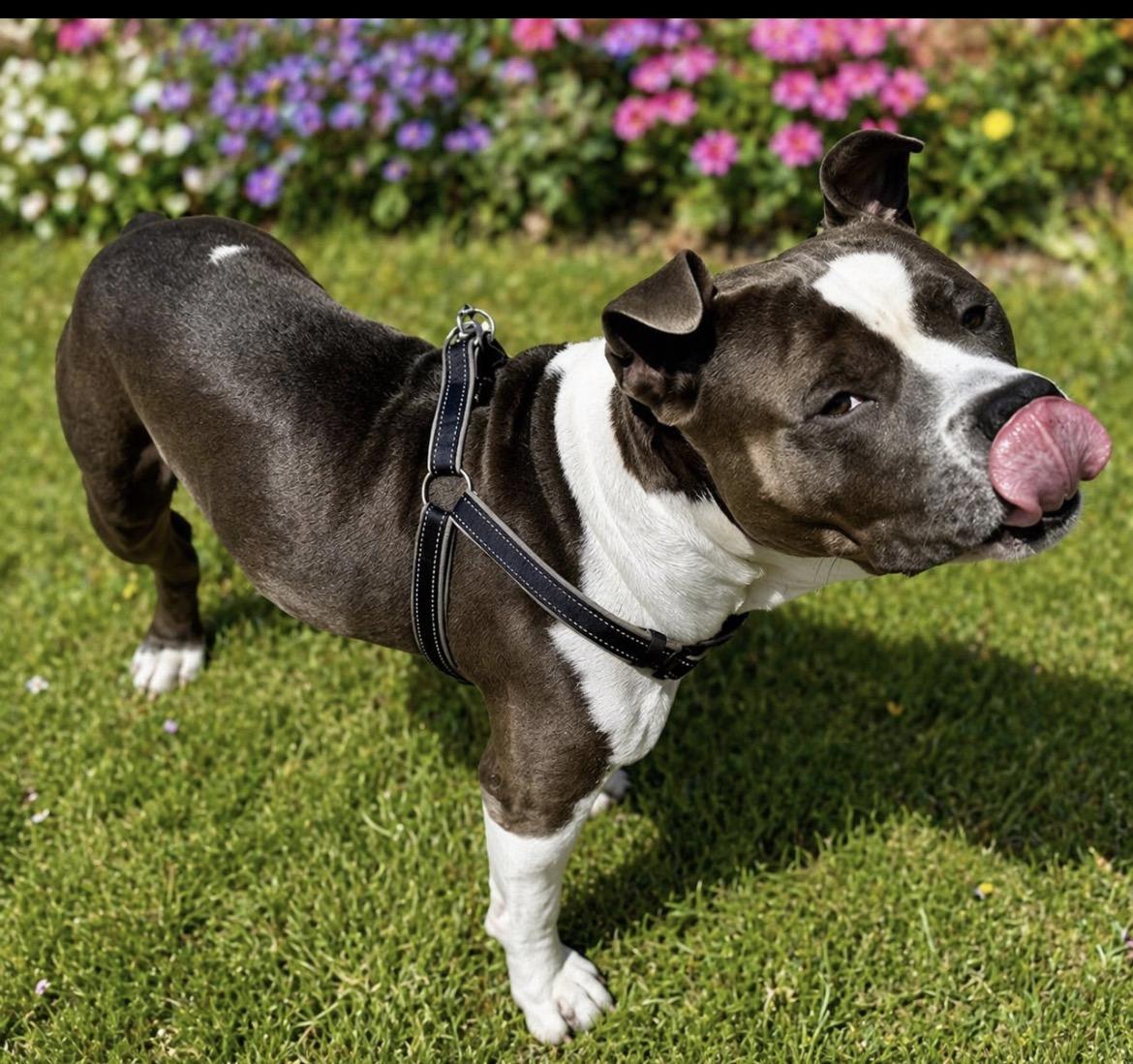 Teddy Bear , adopted, Young Male American Staffordshire Terrier & American Bulldog.