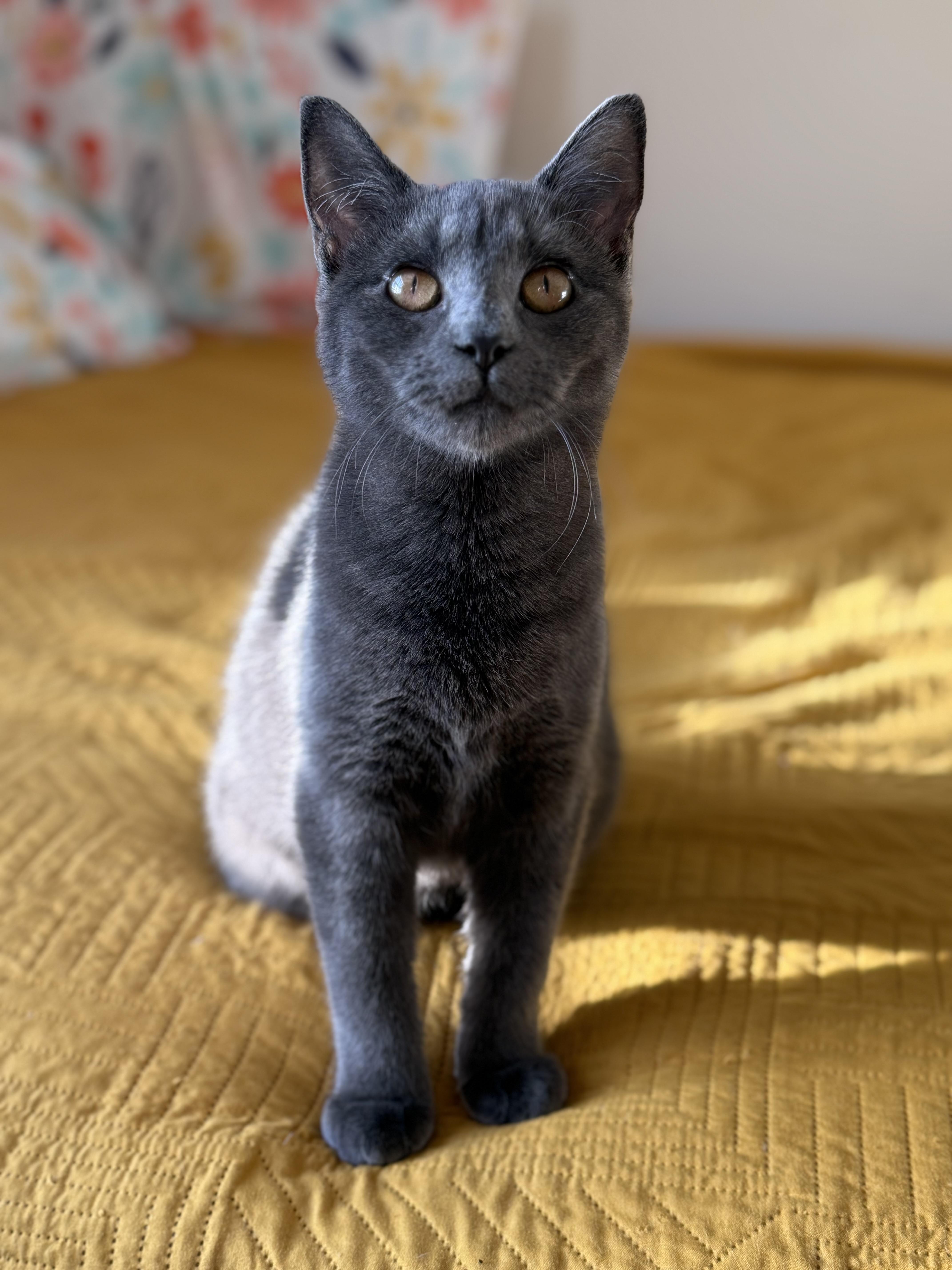 Enlarge Xena, a Adoptable Domestic Short Hair in Beltsville, MD image 2/5