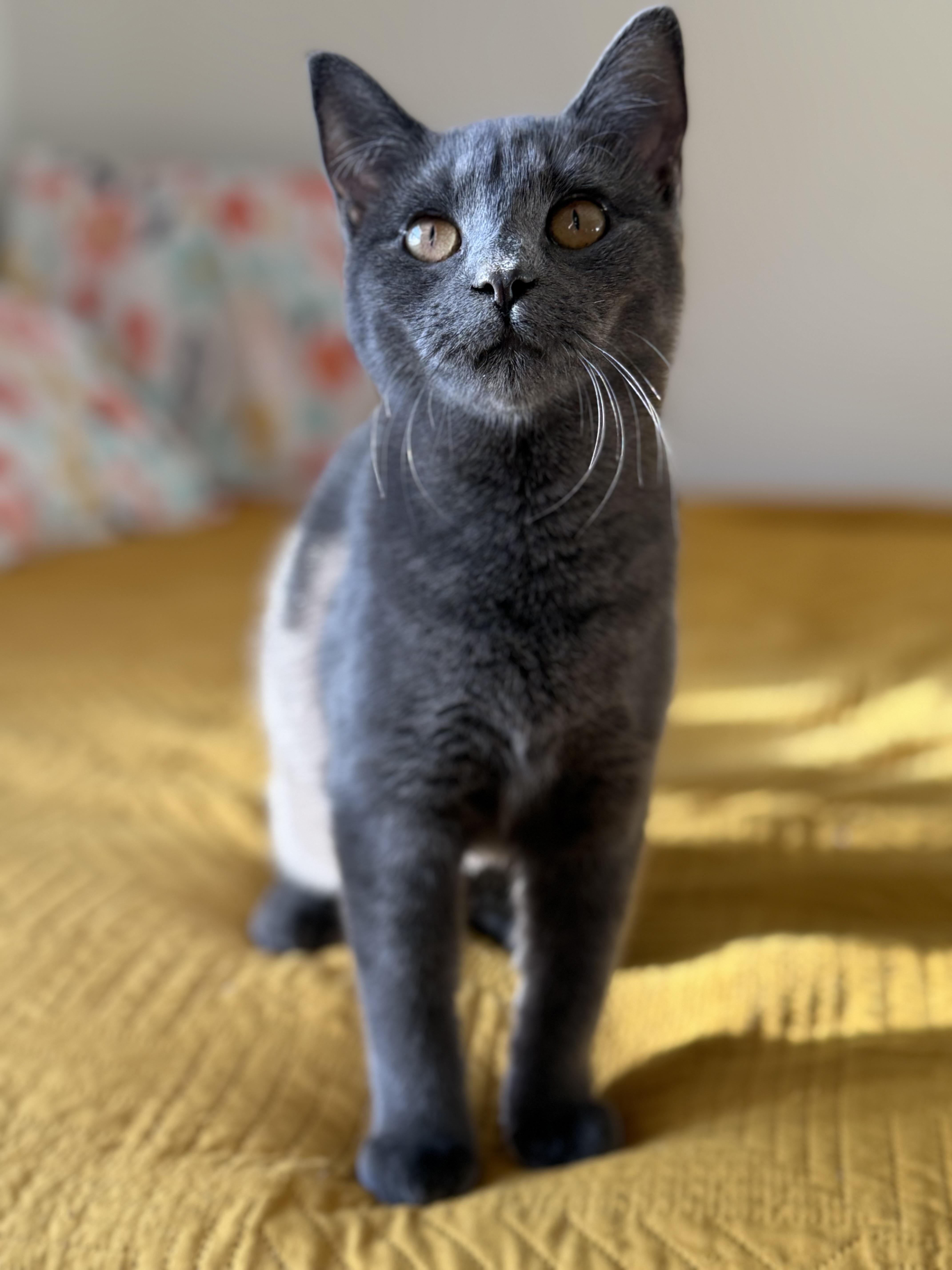 Enlarge Xena, a Adoptable Domestic Short Hair in Beltsville, MD image 3/5