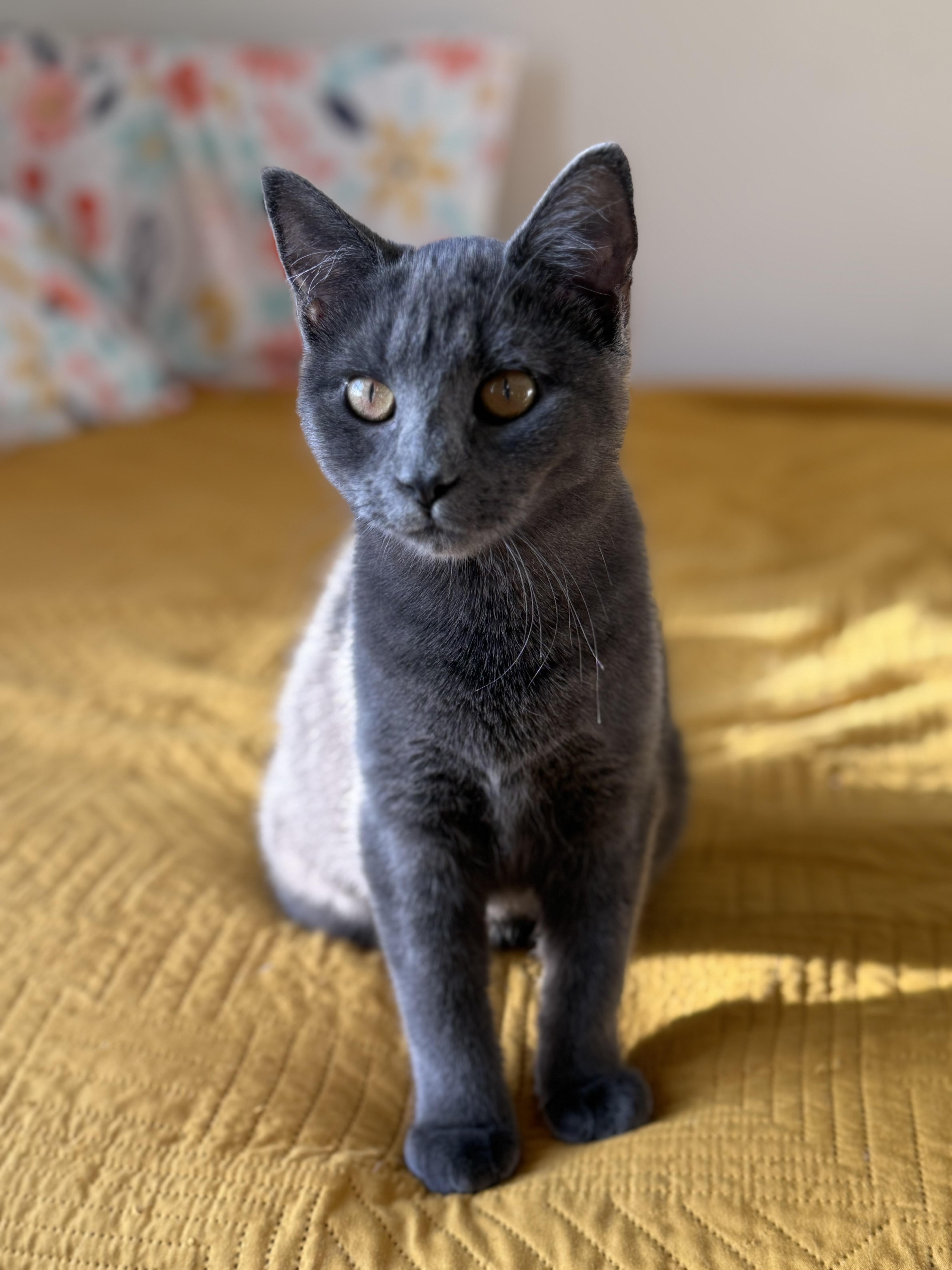 Enlarge Xena, a Adoptable Domestic Short Hair in Beltsville, MD image 4/5