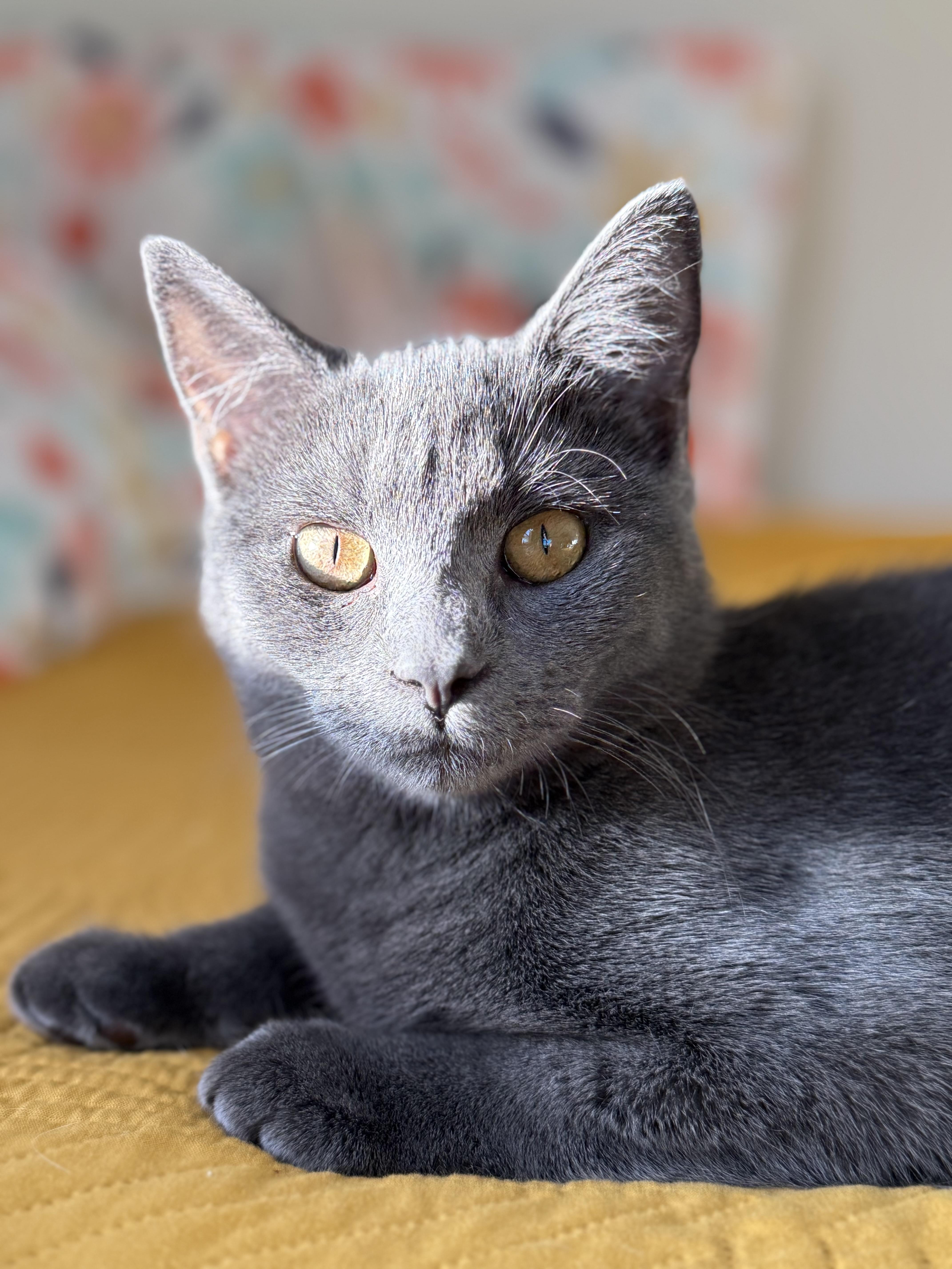 Xena, Adoptable, Kitten Female Domestic Short Hair.