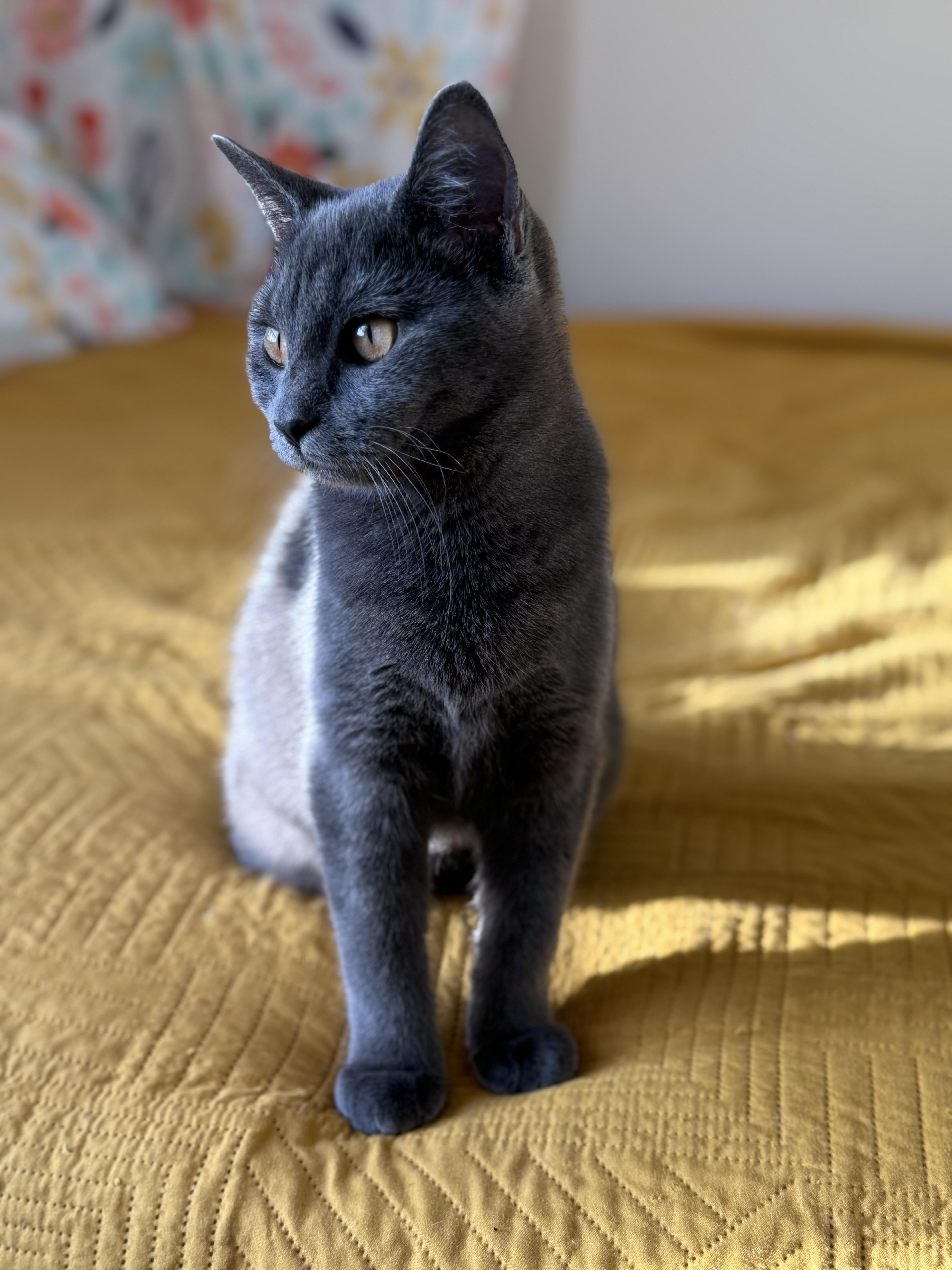 Enlarge Xena, a Adoptable Domestic Short Hair in Beltsville, MD image 5/5