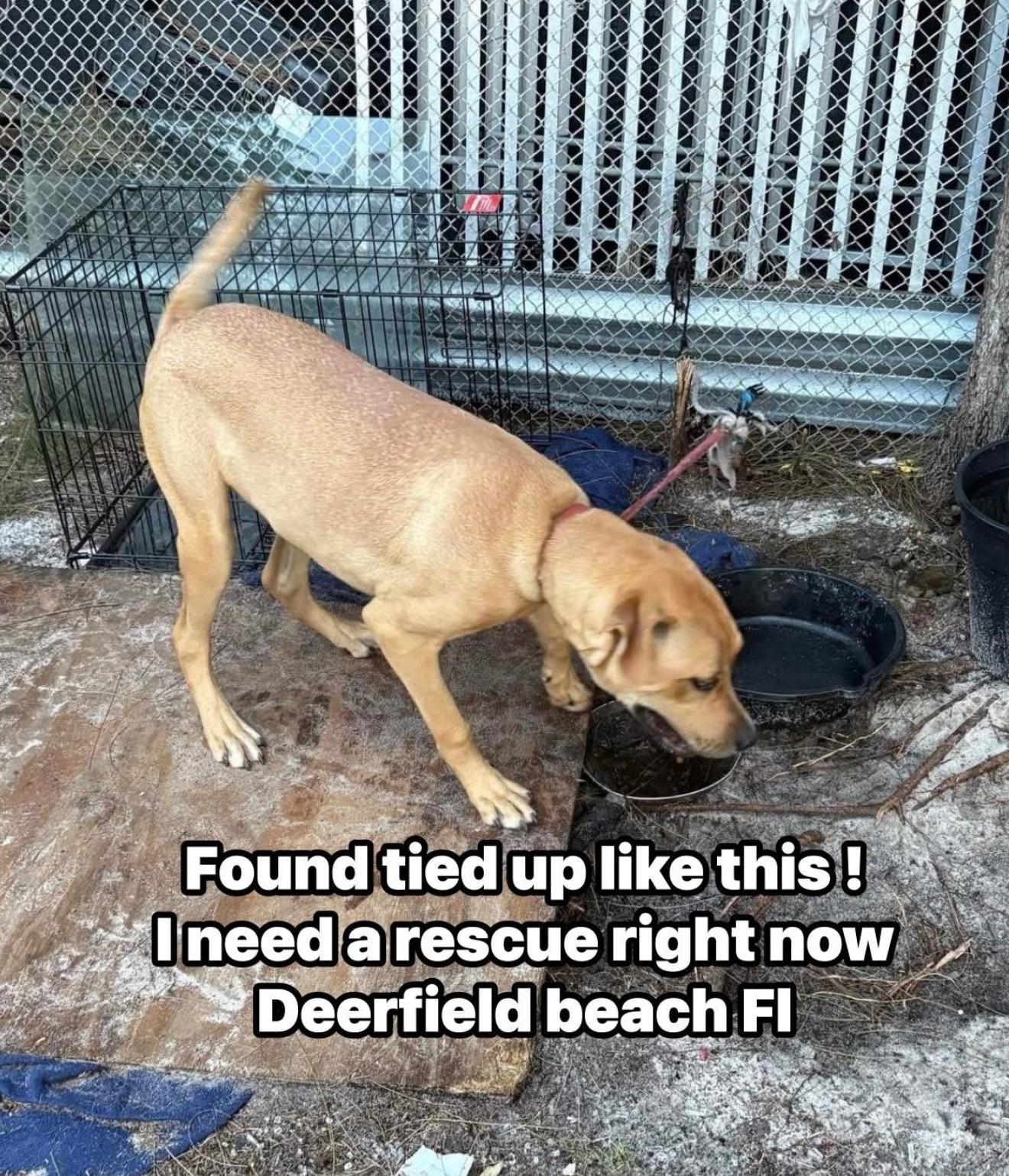 Finn, Adopted, Young Male Black Mouth Cur & Rhodesian Ridgeback.