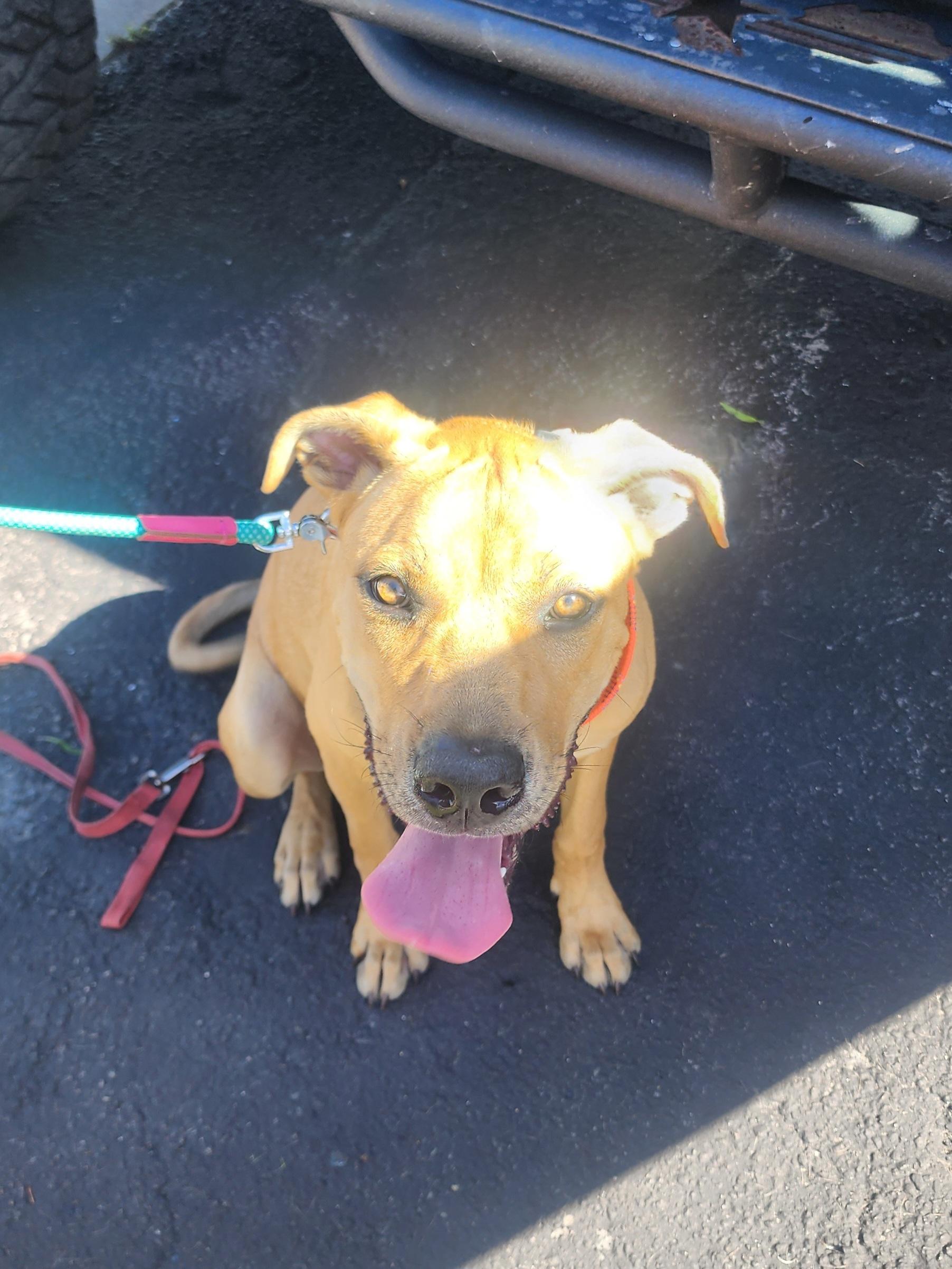 Finn, a Adopted mixed breed in Margate, FL image 3/5