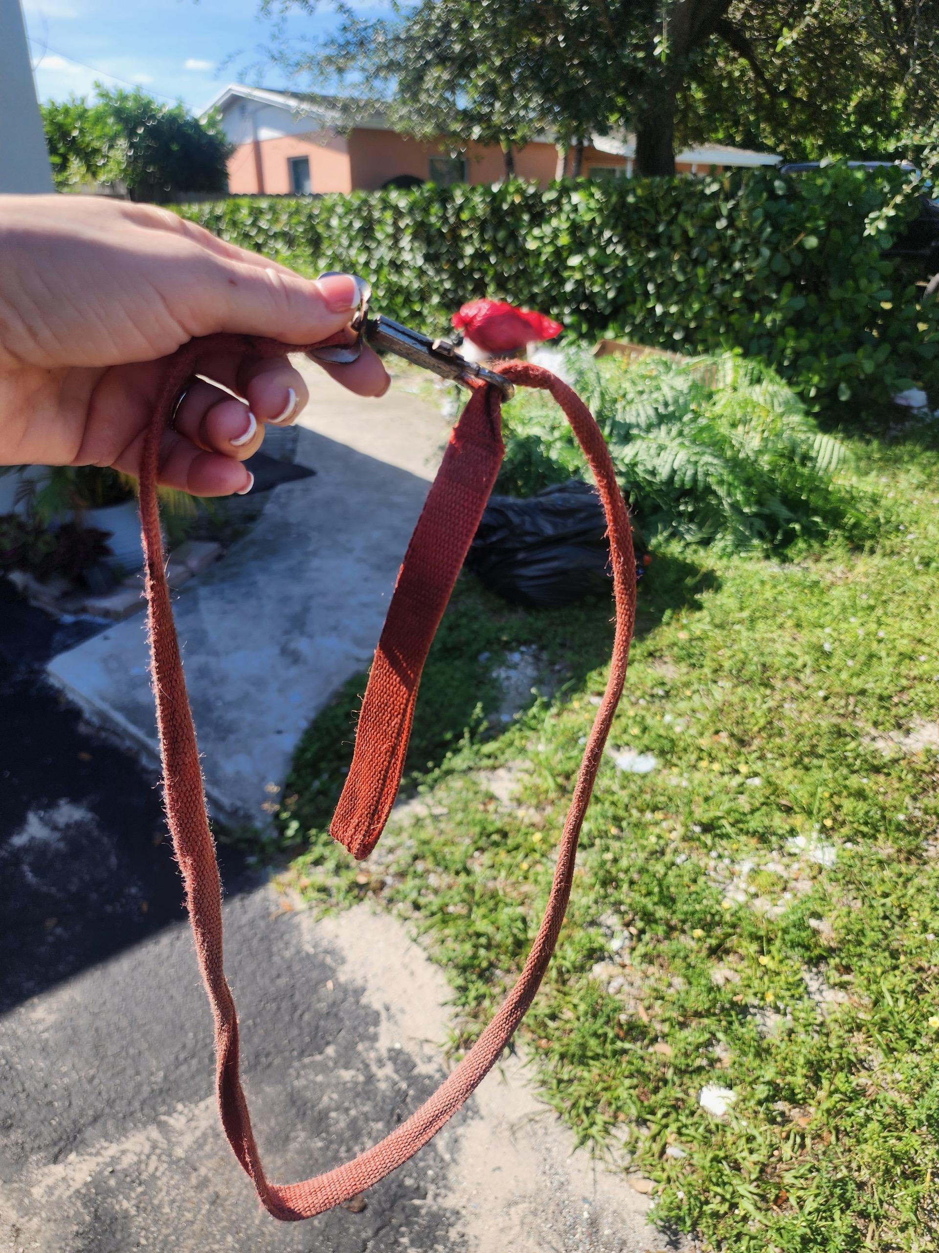 Finn, a Adopted mixed breed in Margate, FL image 2/5