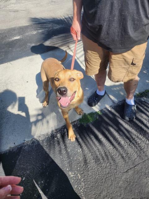 Finn, a Adopted mixed breed in Margate, FL image 5/5