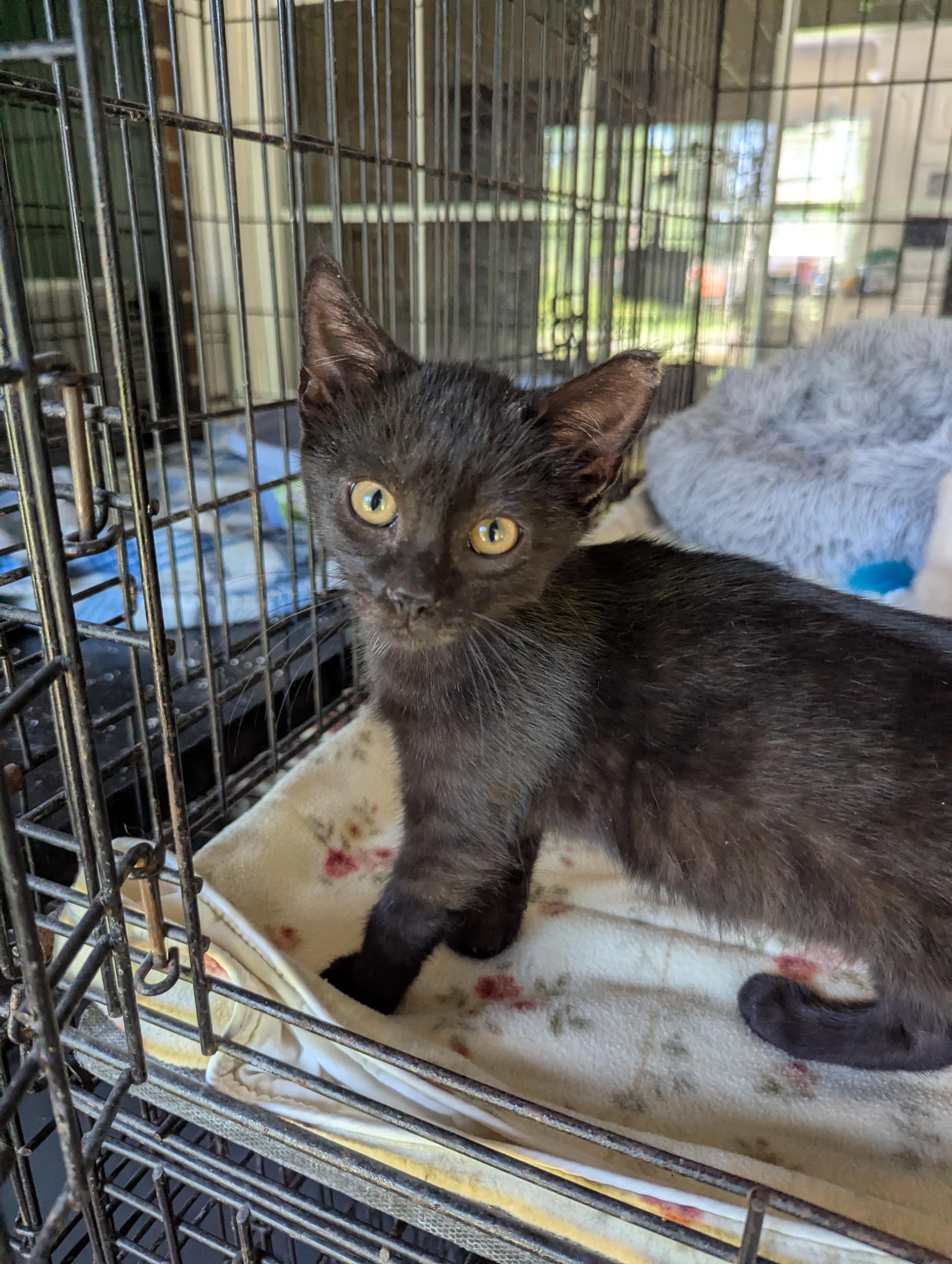 Dandy, a Adoptable Domestic Short Hair in Malden, MA image 2/6