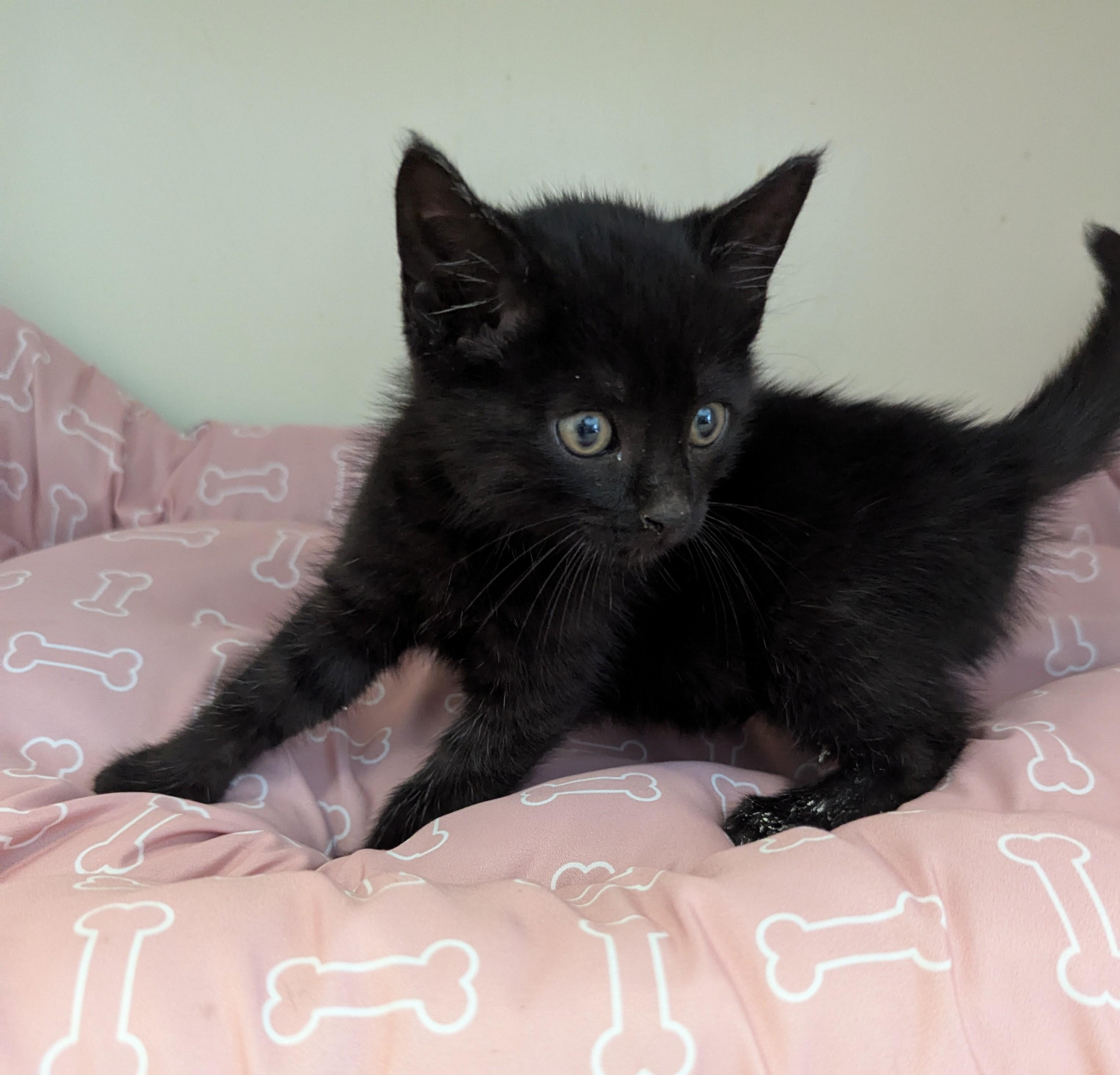 Dandy, a Adoptable Domestic Short Hair in Malden, MA image 3/6