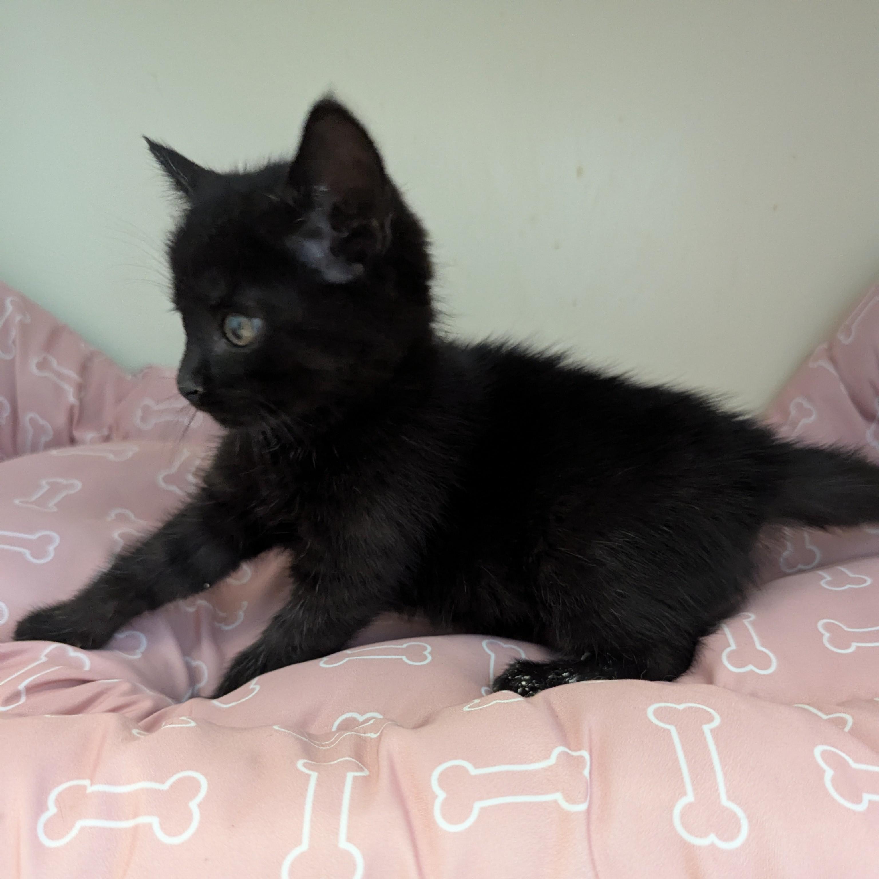 Dandy, a Adoptable Domestic Short Hair in Malden, MA image 4/6