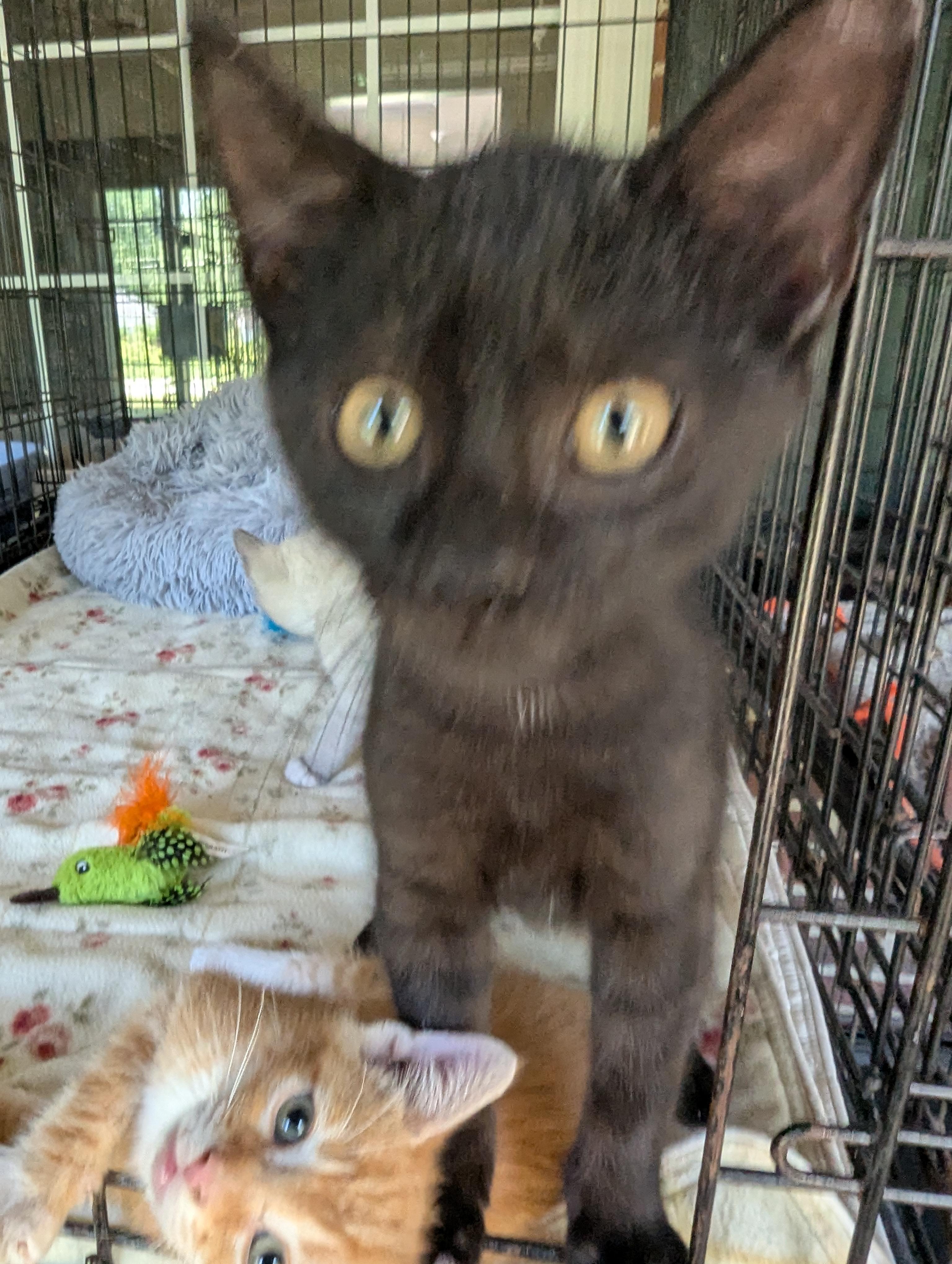 Dandy, a Adoptable Domestic Short Hair in Malden, MA image 1/6