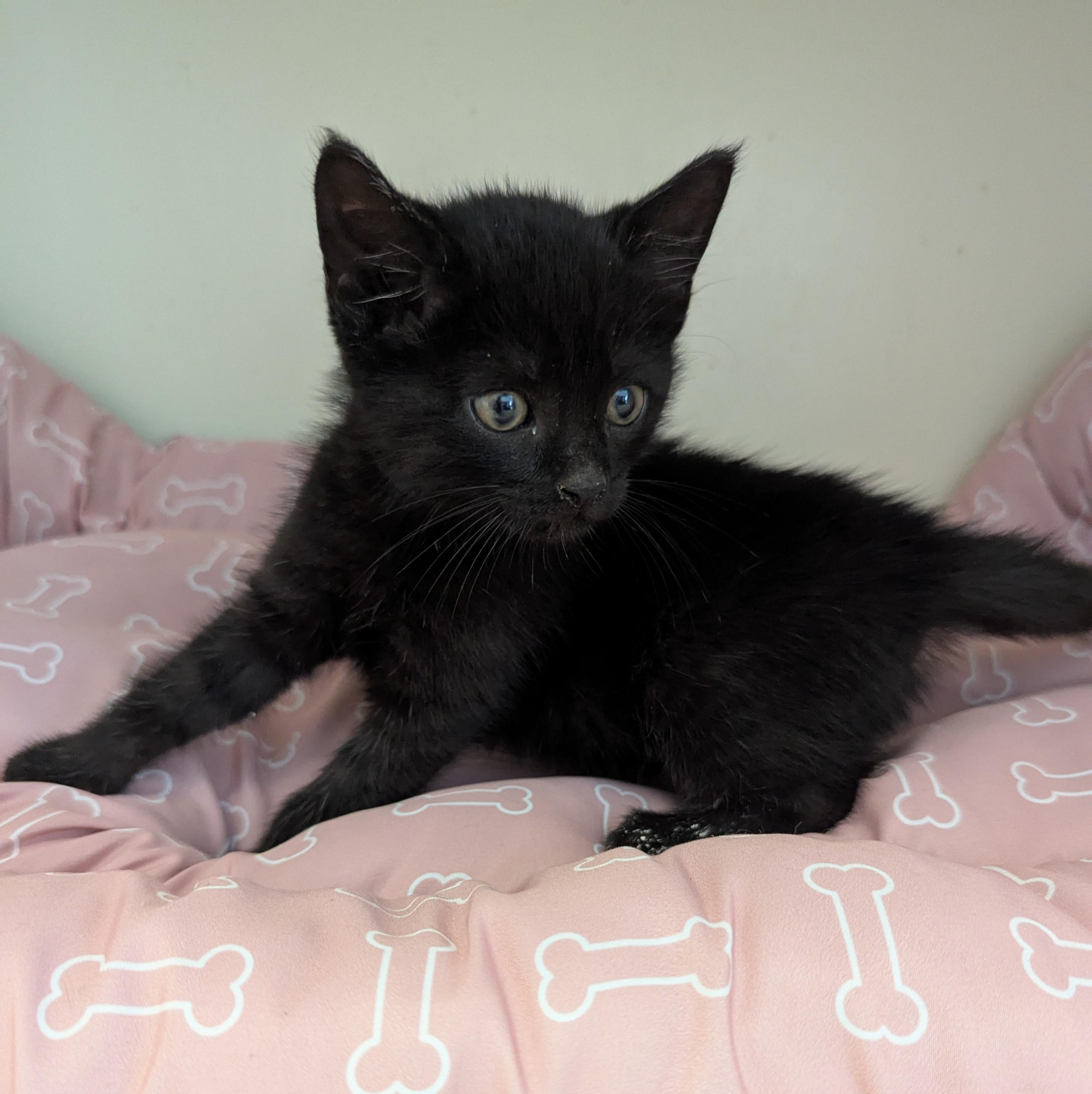 Dandy, a Adoptable Domestic Short Hair in Malden, MA image 5/6