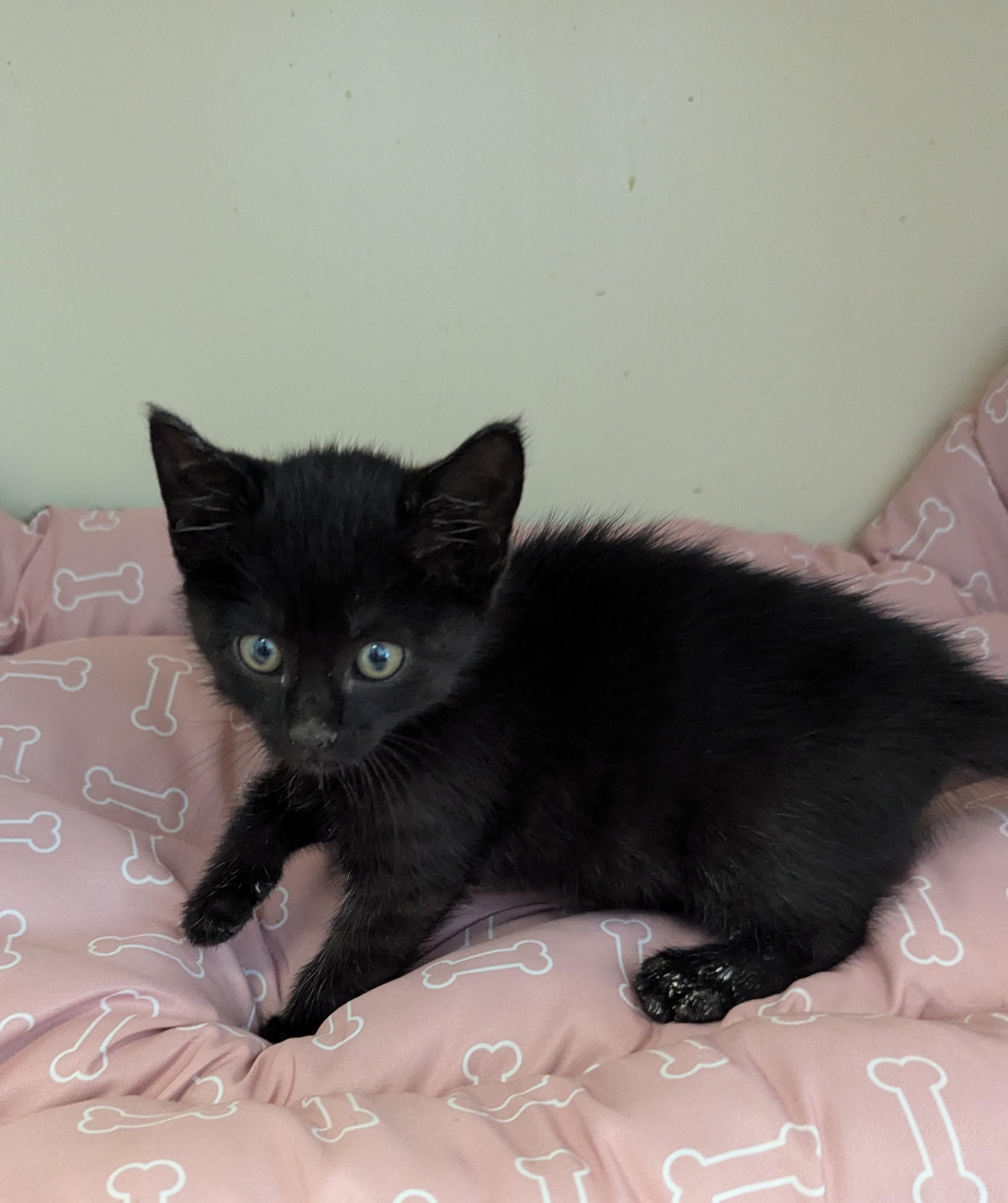 Dandy, a Adoptable Domestic Short Hair in Malden, MA image 6/6