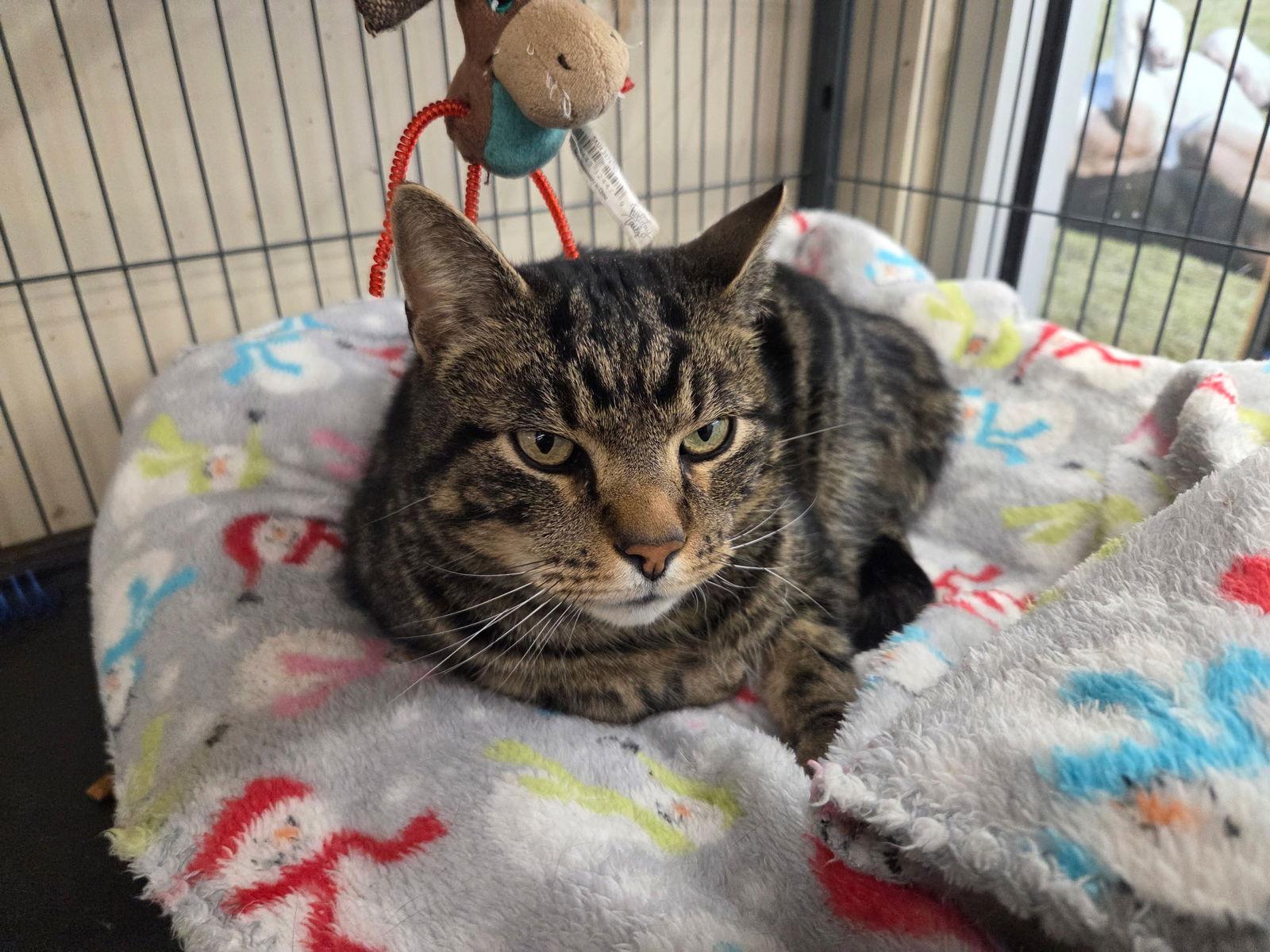 KIZZY, Adoptable, Adult Male Domestic Short Hair.