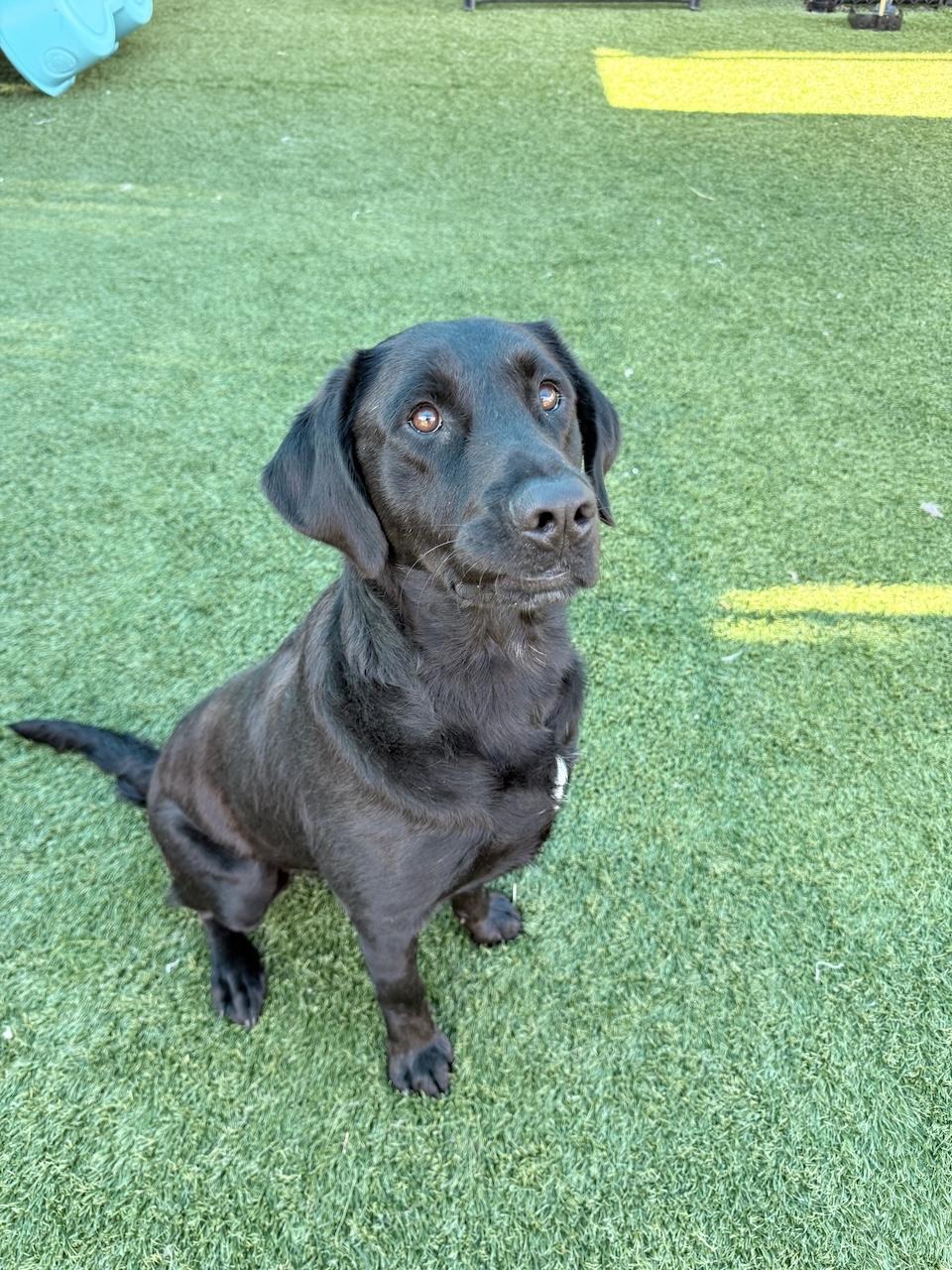 Maverick #17, a ADOPTABLE mixed breed in Killingworth, CT image 5/5