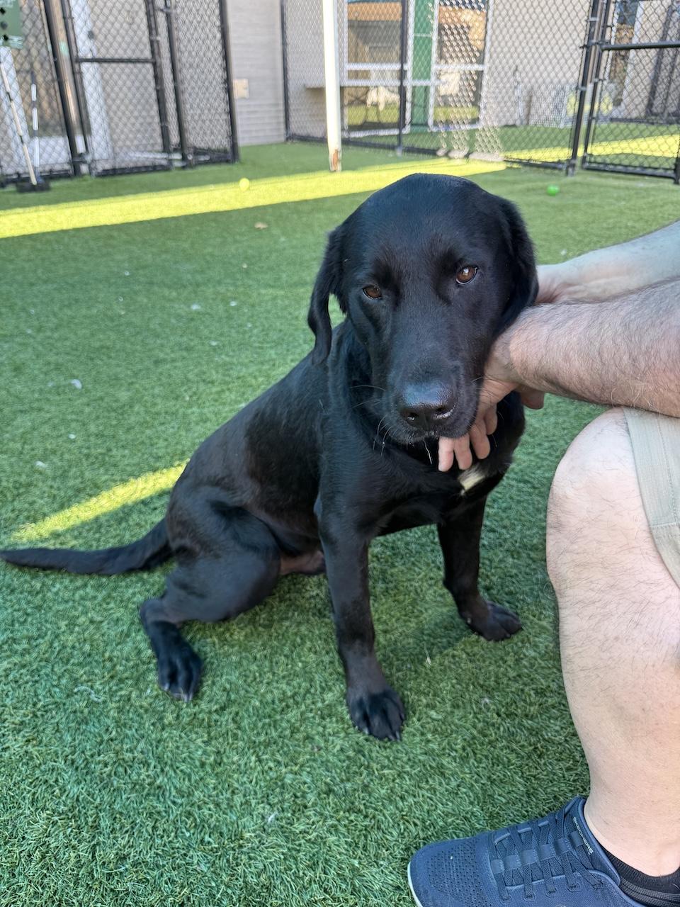 Maverick #17, a ADOPTABLE mixed breed in Killingworth, CT image 2/5