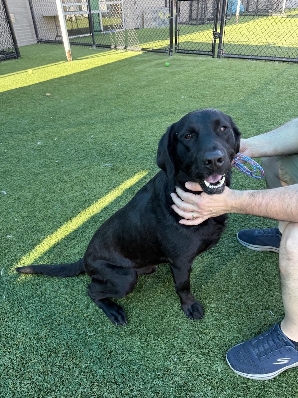 Maverick #17, a ADOPTABLE mixed breed in Killingworth, CT image 1/5