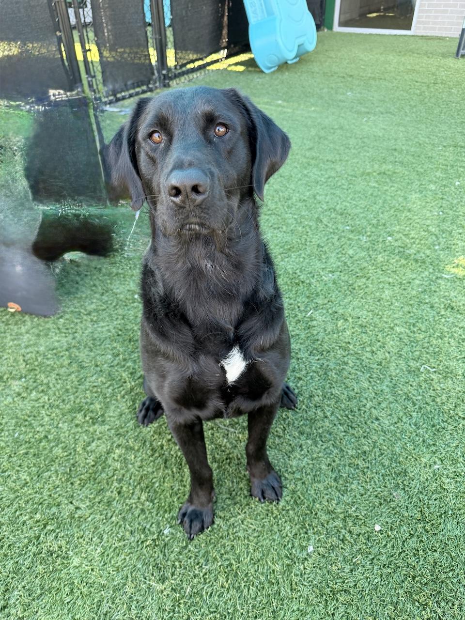 Maverick #17, a ADOPTABLE mixed breed in Killingworth, CT image 3/5