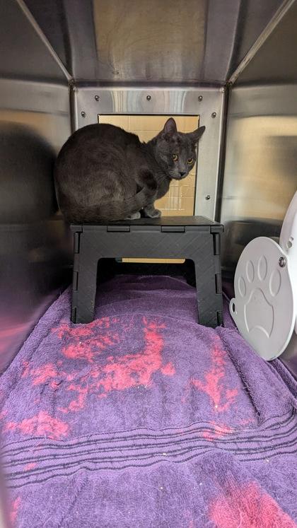 Enlarge Chris Bean, a Adoptable mixed breed in Wichita, KS image 1/2