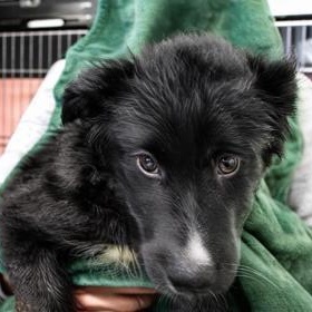 Enlarge Catalina, an adopted mixed breed in Flagstaff, AZ image 1/1