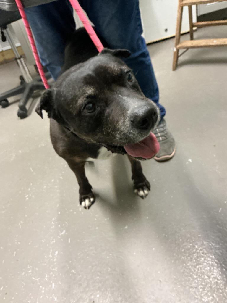 Edith, Adoptable, Senior Female Mixed Breed.