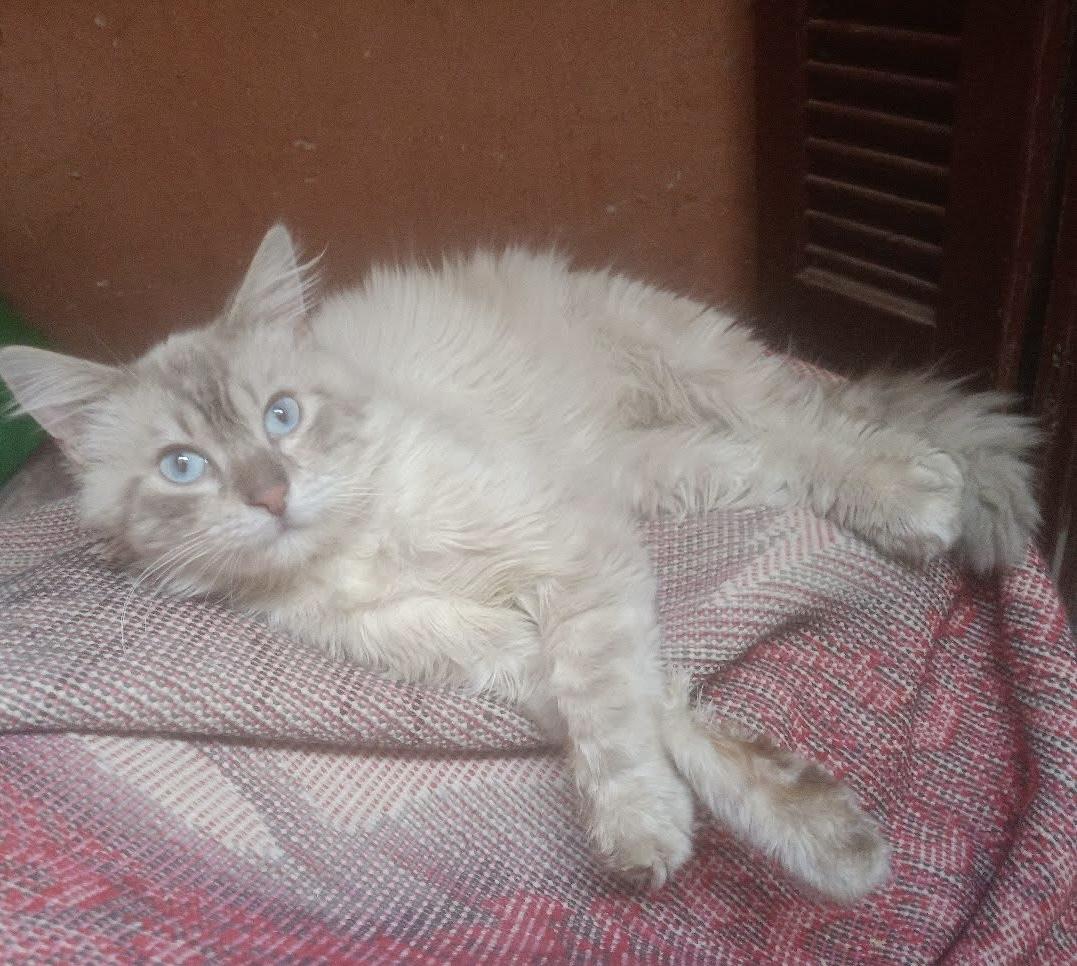 Misho, an adoptable Ragdoll, Himalayan in Woodbridge, ON, L4l 1j7 | Photo Image 1