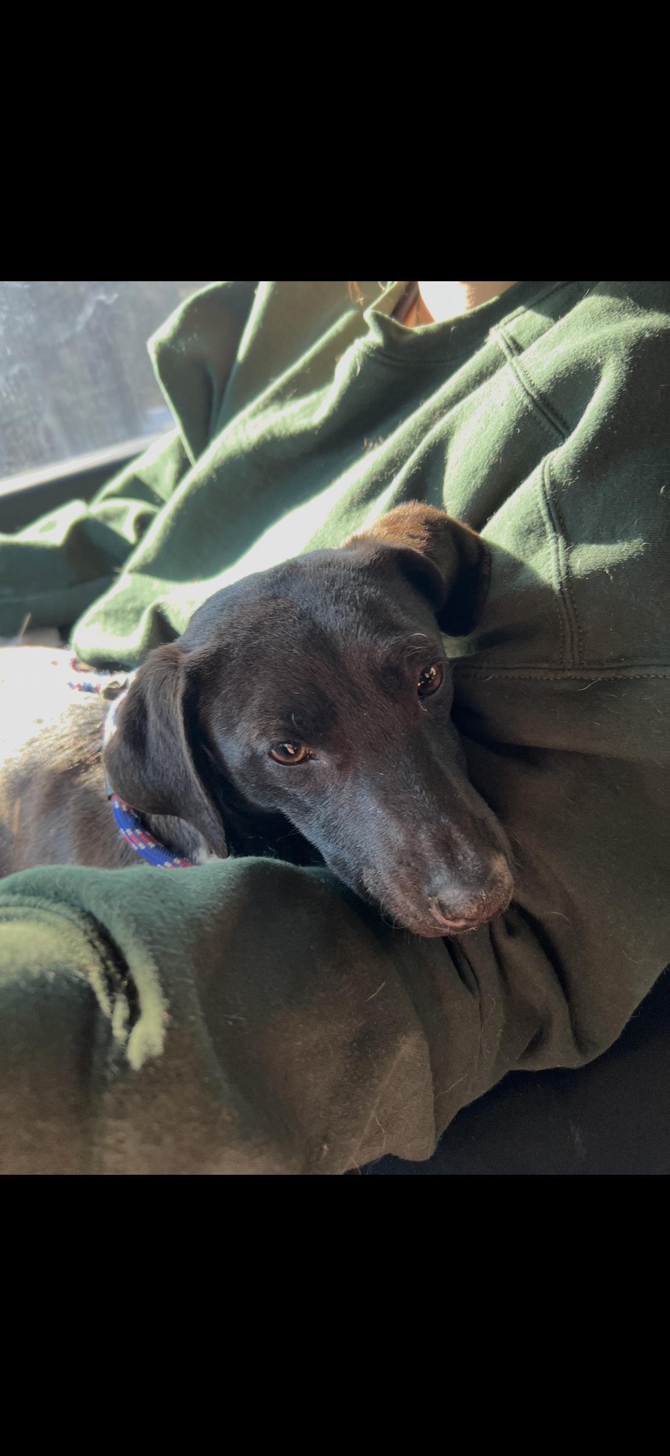 Enlarge INDIE, a ADOPTABLE Mixed Breed in Newborn, GA image 3/4