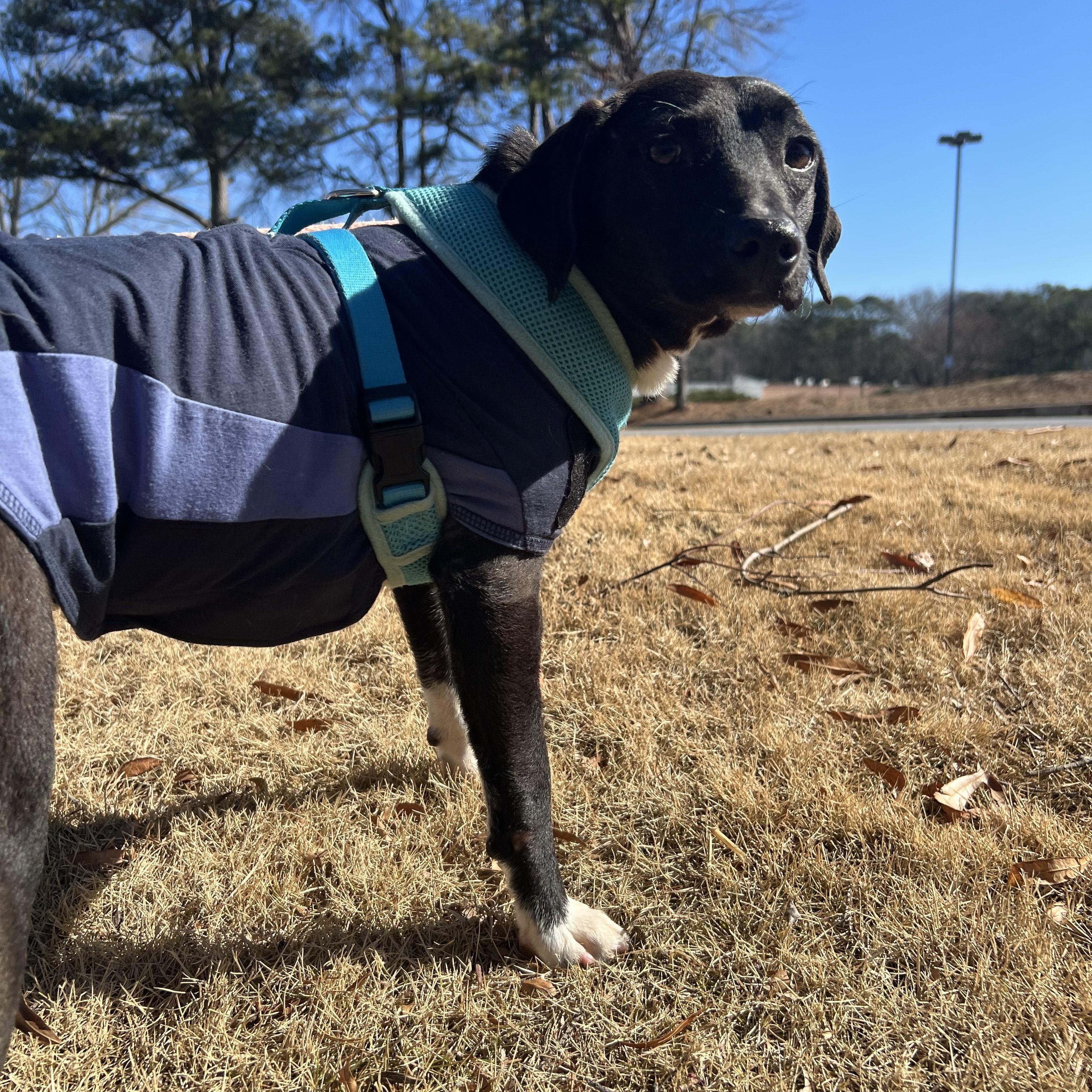 Enlarge INDIE, a ADOPTABLE Mixed Breed in Newborn, GA image 2/4