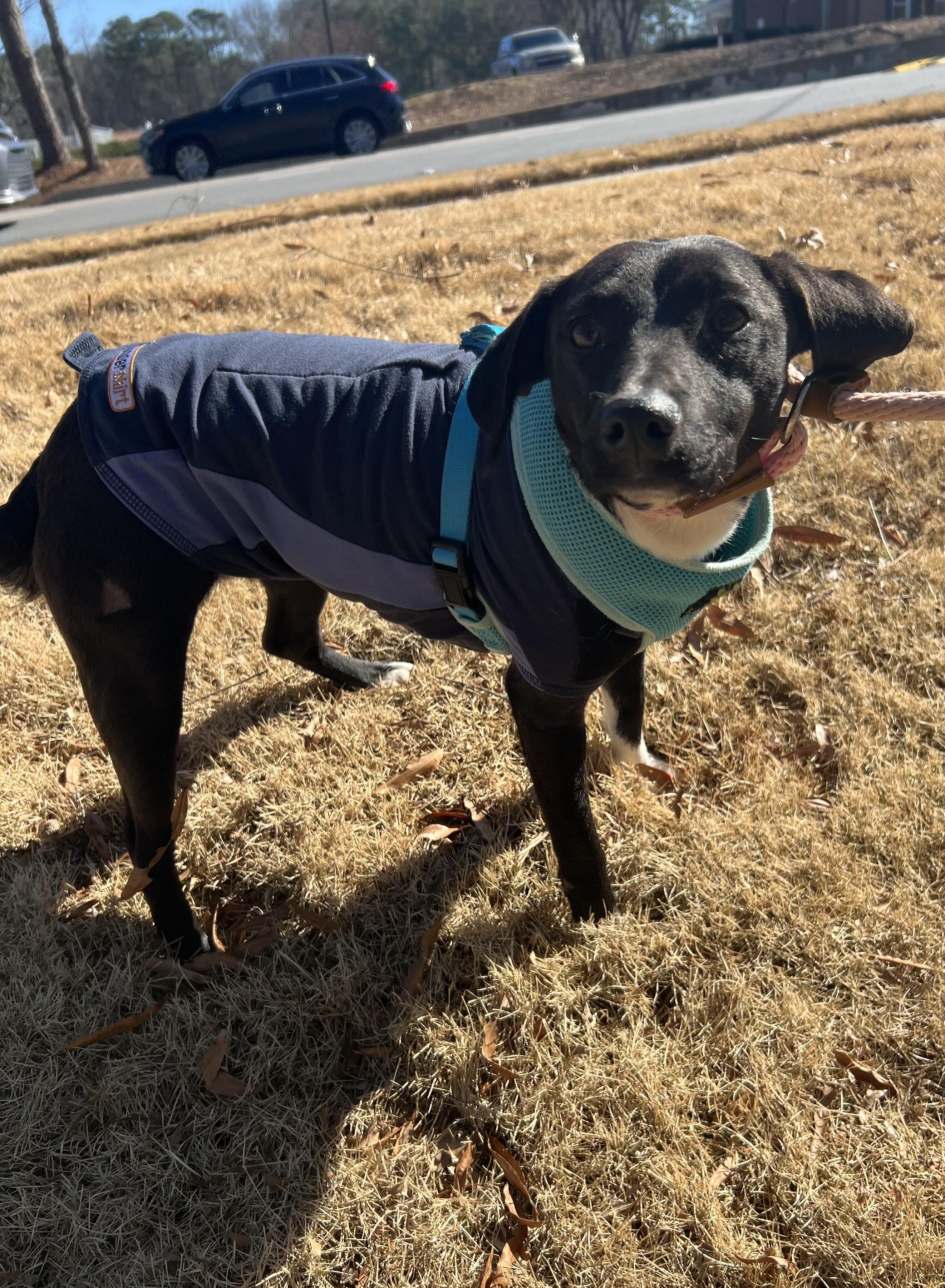 Enlarge INDIE, a ADOPTABLE Mixed Breed in Newborn, GA image 1/4