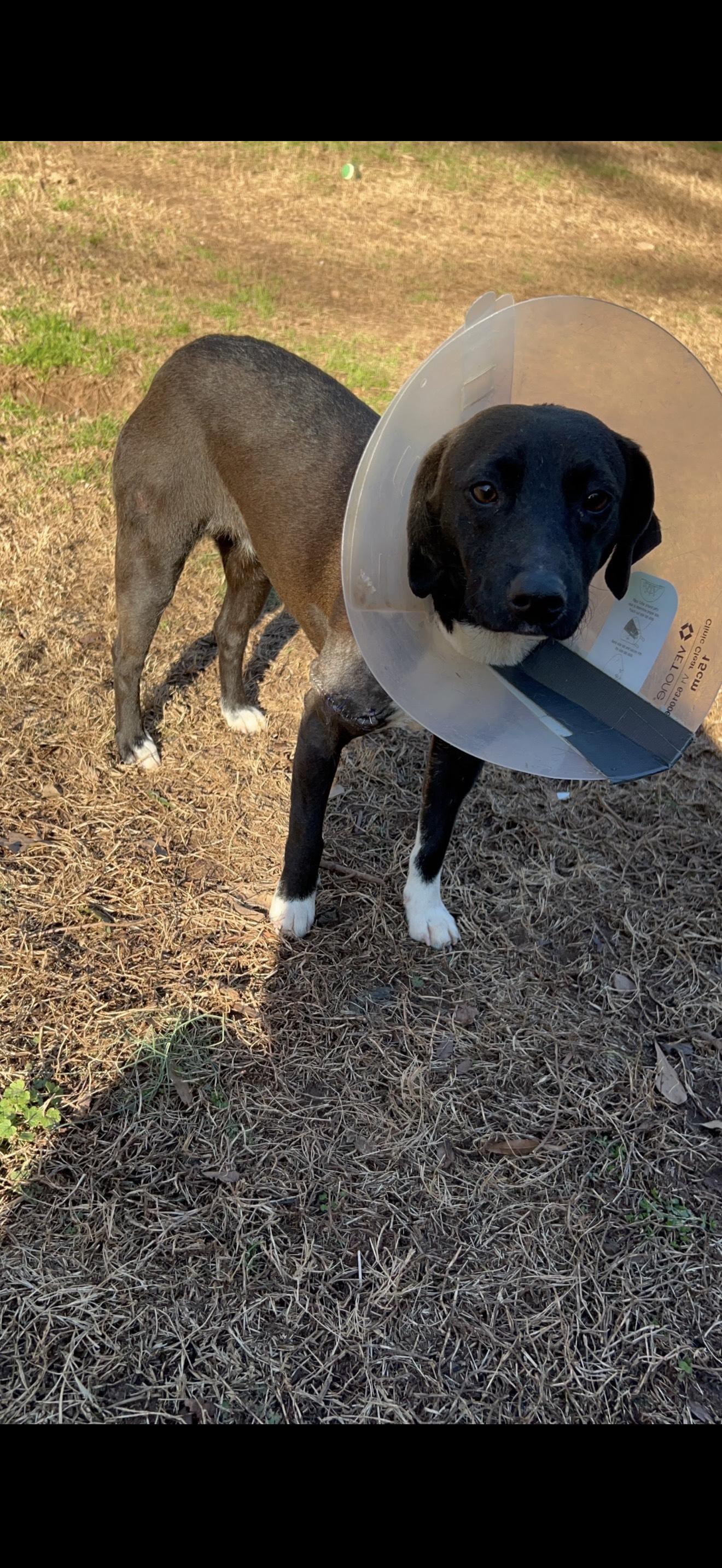 Enlarge INDIE, a ADOPTABLE Mixed Breed in Newborn, GA image 4/4