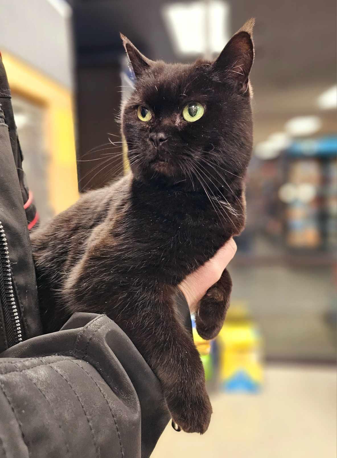 Enlarge Holly Jolly, an adoptable mixed breed in Oak Ridge, TN image 3/5