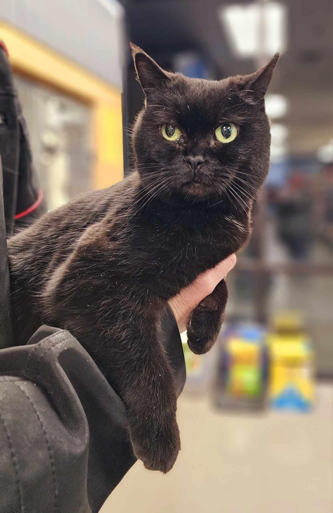 Holly Jolly, adoptable, Adult Female British Shorthair.