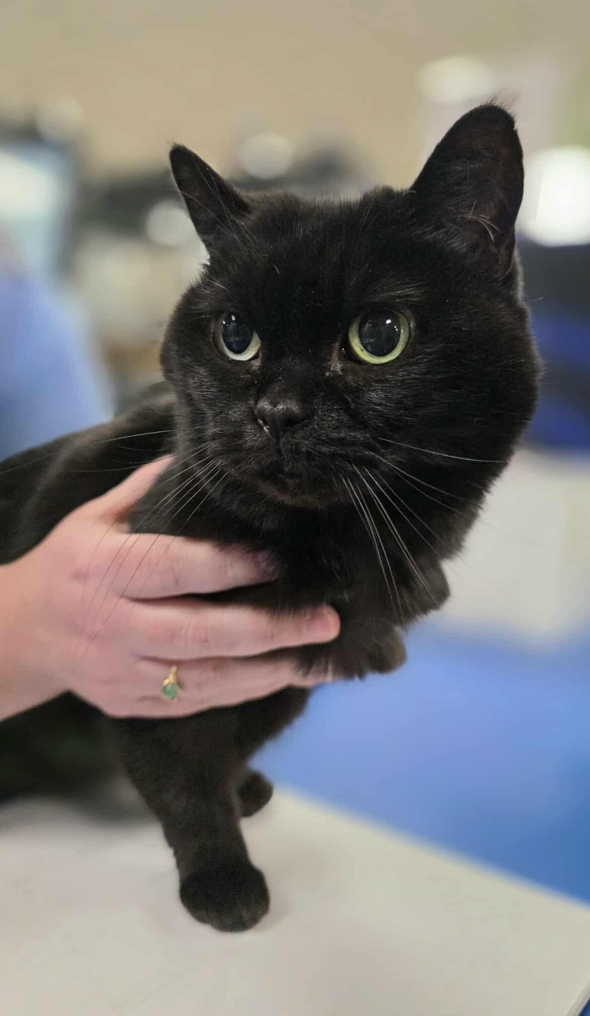 Enlarge Holly Jolly, an adoptable mixed breed in Oak Ridge, TN image 5/5