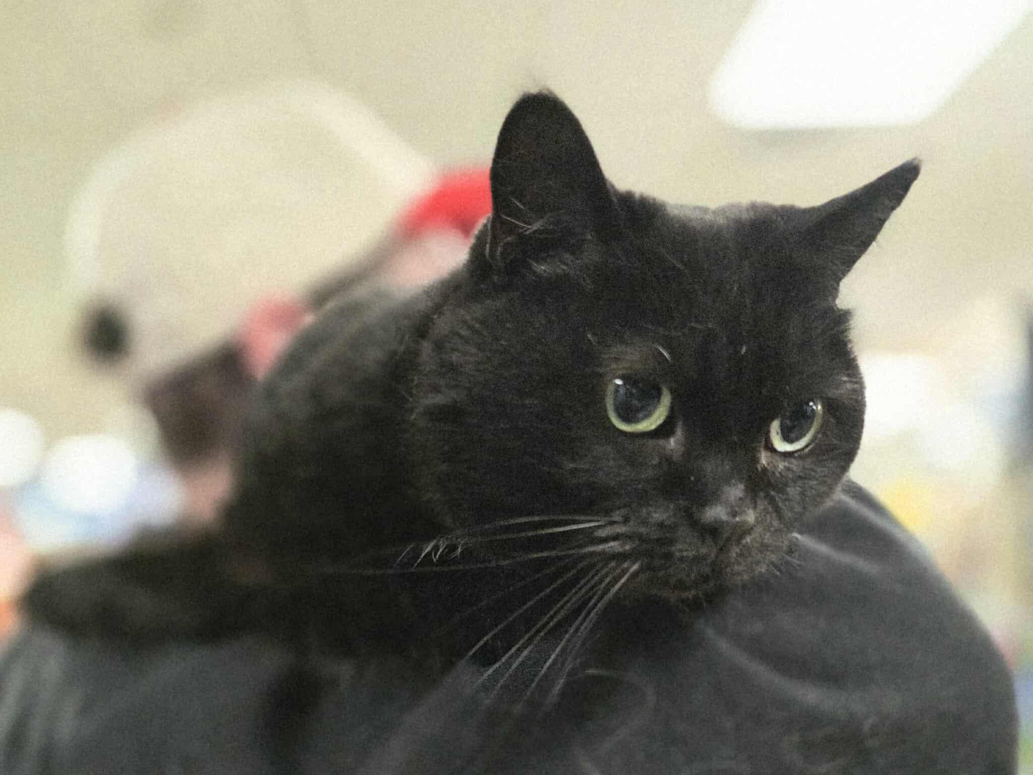 Enlarge Holly Jolly, an adoptable mixed breed in Oak Ridge, TN image 4/5