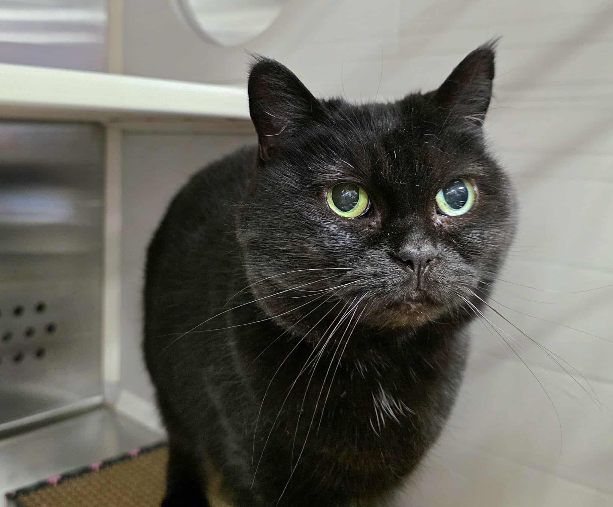 Enlarge Holly Jolly, an adoptable mixed breed in Oak Ridge, TN image 2/5