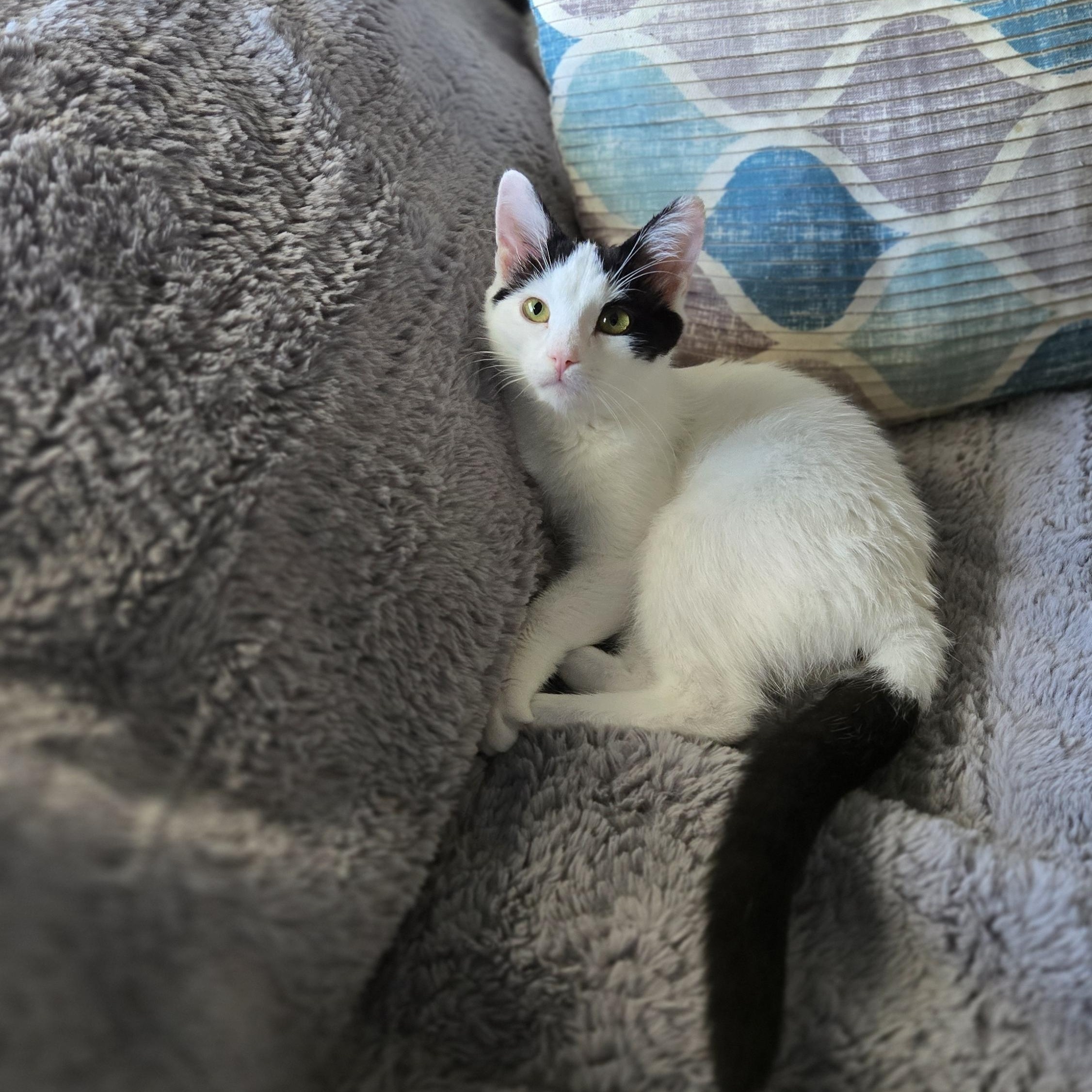 Enlarge Rhonda, a Adopted Domestic Short Hair in Myerstown, PA image 3/4