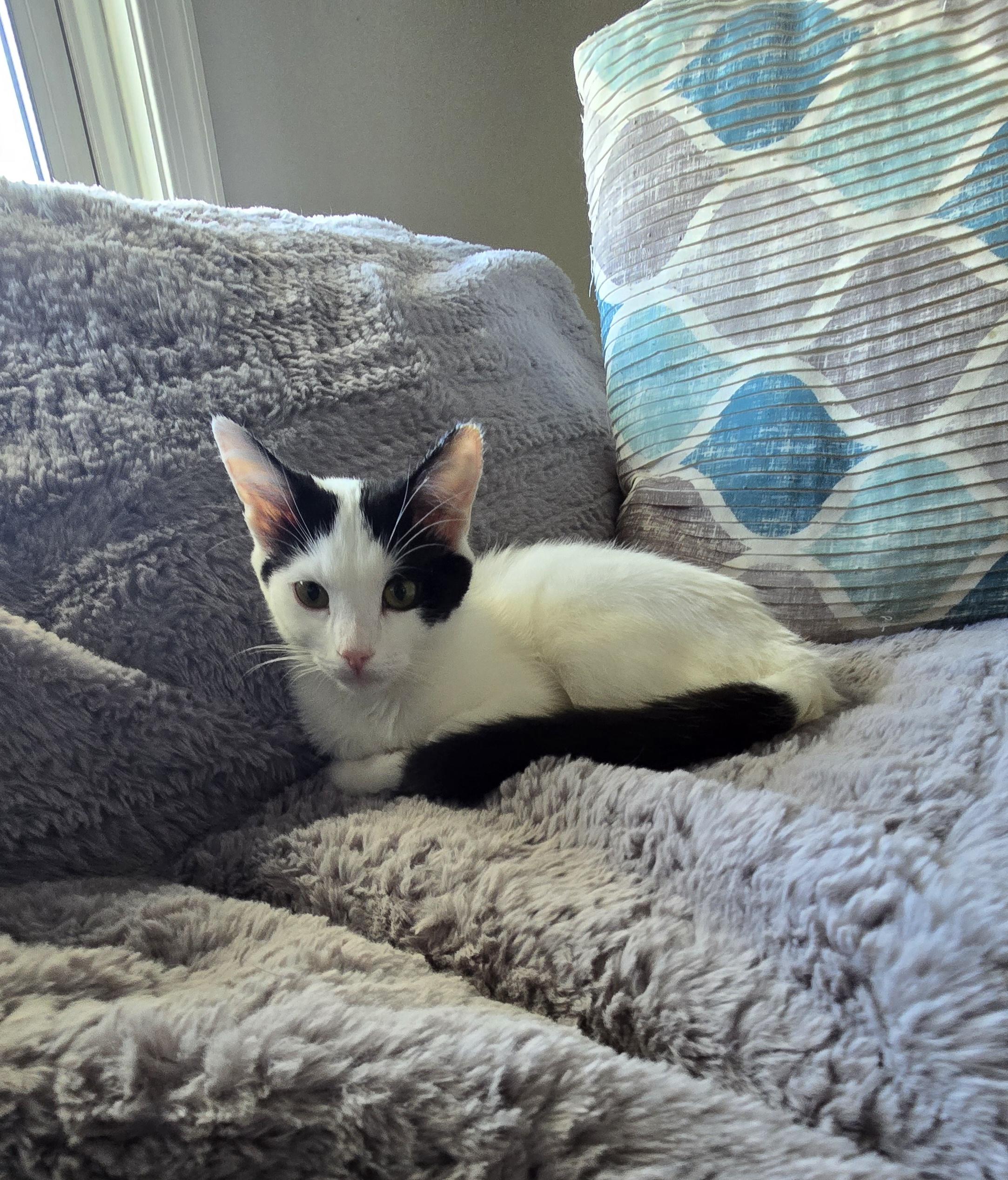 Rhonda, Adopted, Kitten Female Domestic Short Hair.