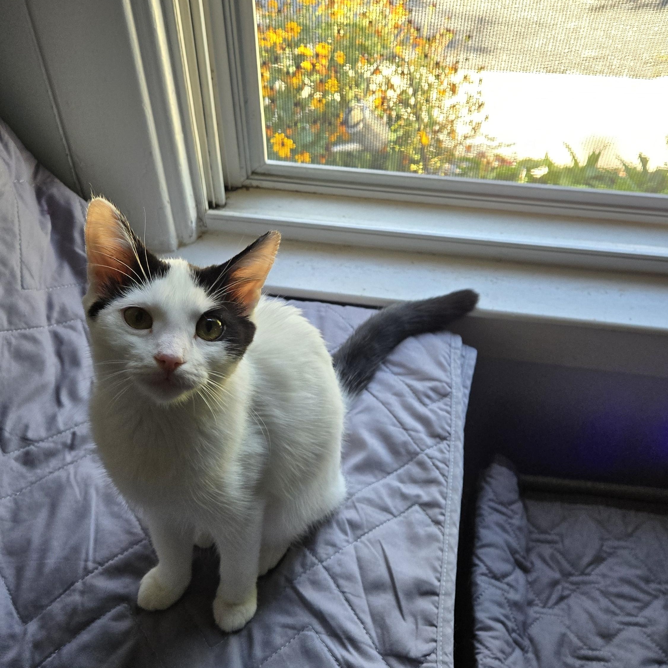 Enlarge Rhonda, a Adopted Domestic Short Hair in Myerstown, PA image 2/4