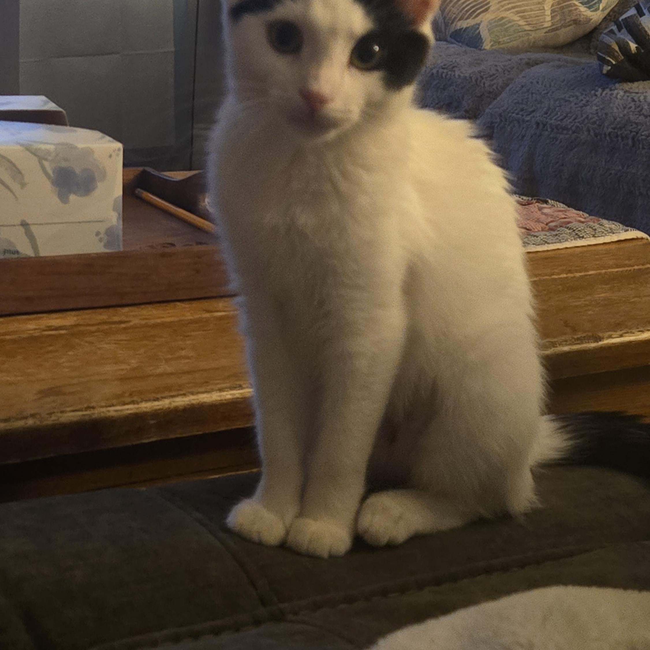 Enlarge Rhonda, a Adopted Domestic Short Hair in Myerstown, PA image 4/4