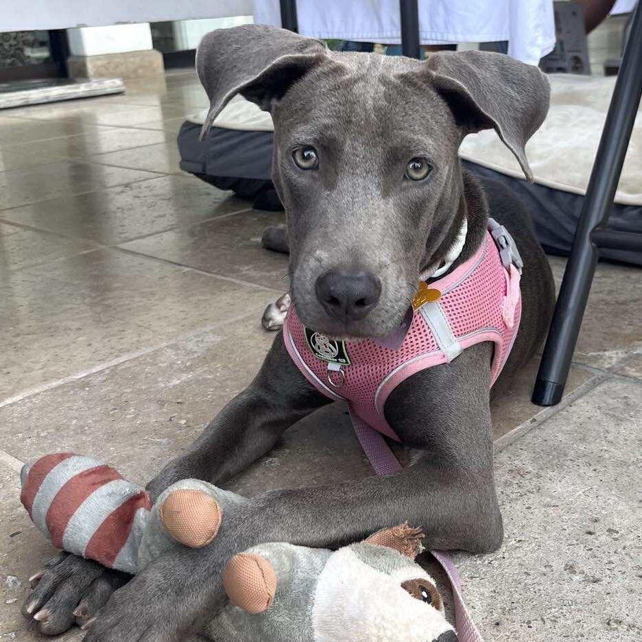 Rosalie, Adoptable, Young Female Weimaraner & Mixed Breed.