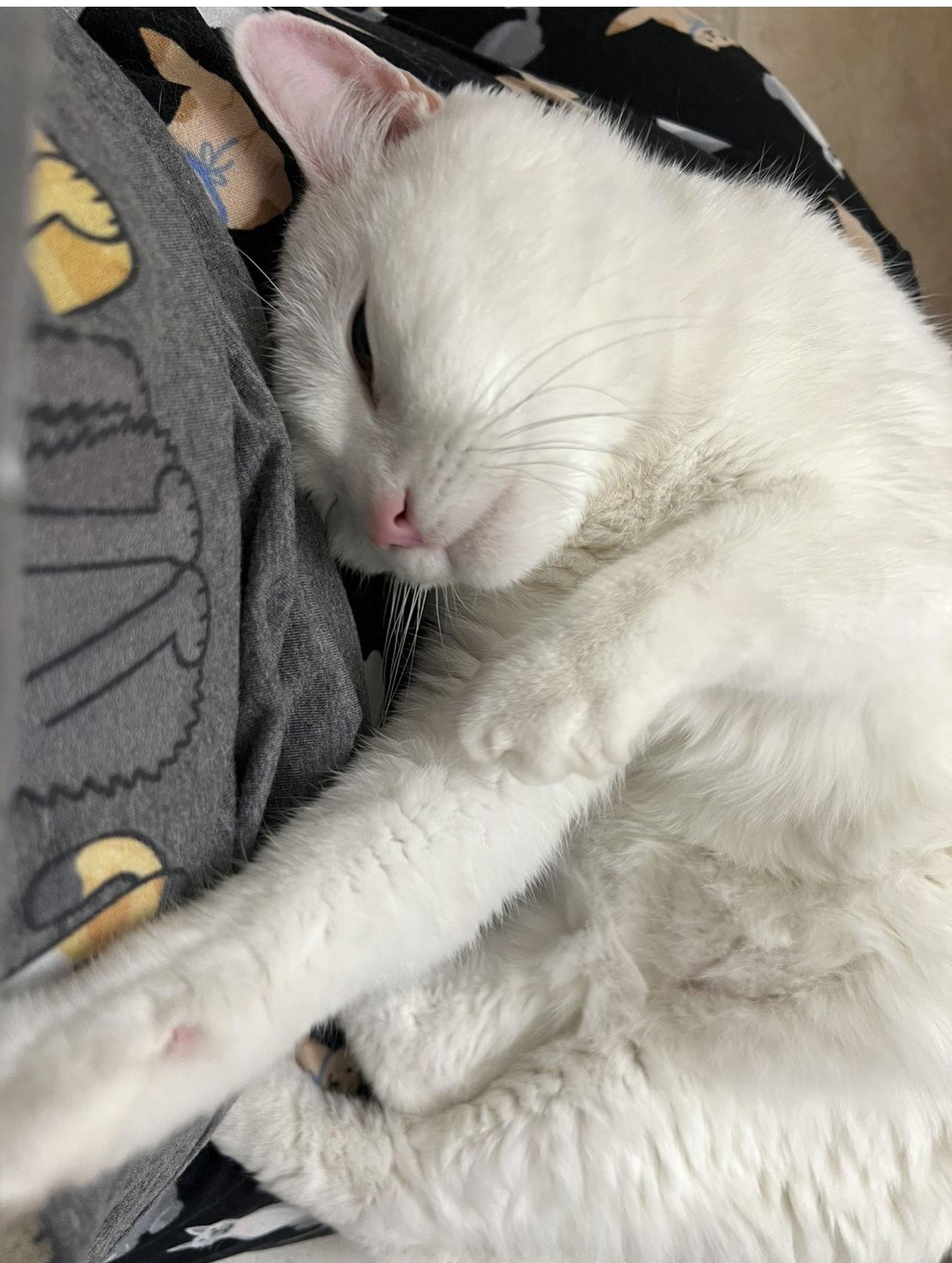 Enlarge Micky, a Adoptable Domestic Short Hair in Wheaton, IL image 1/3