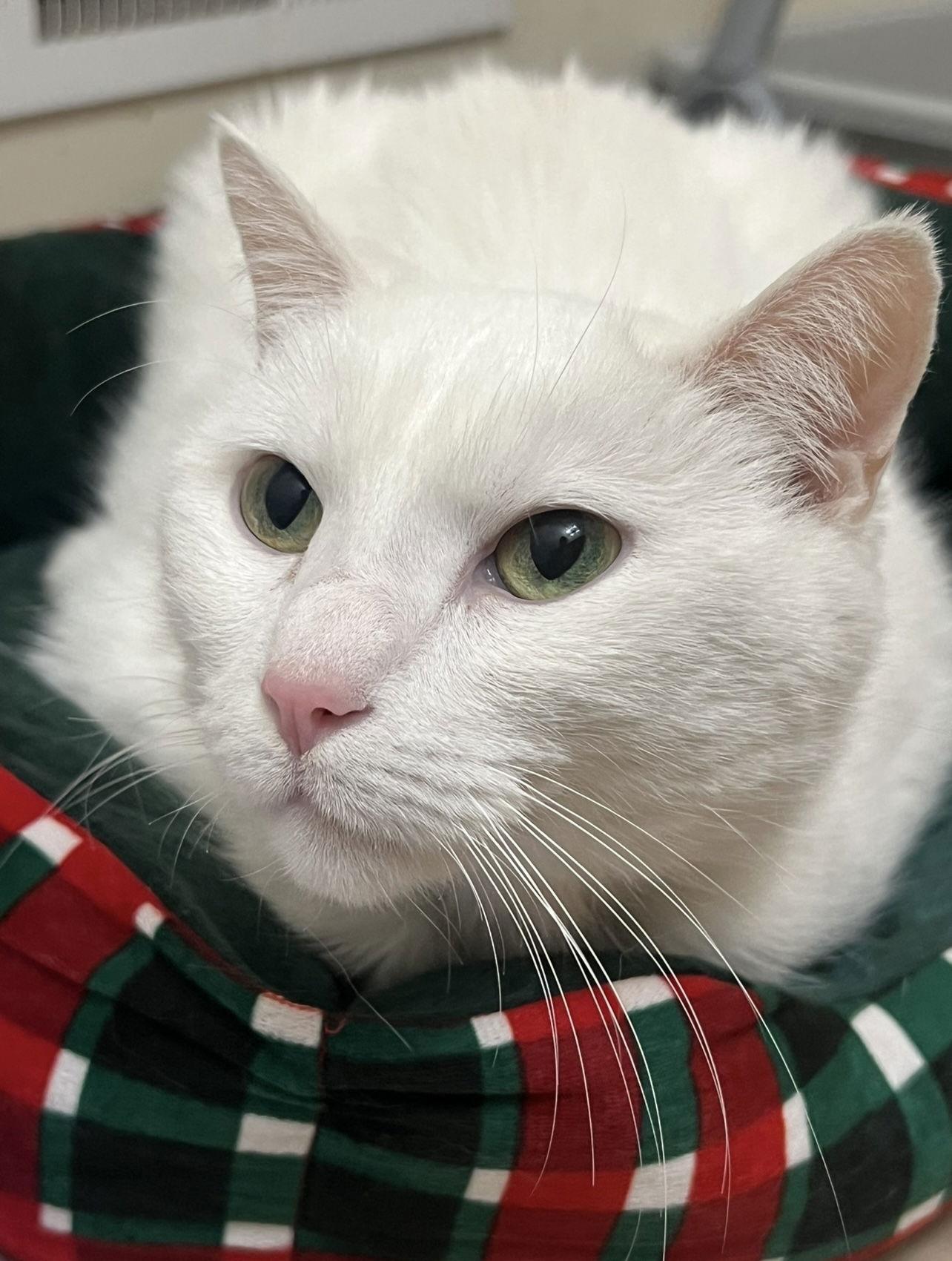 Enlarge Micky, a Adoptable Domestic Short Hair in Wheaton, IL image 2/3