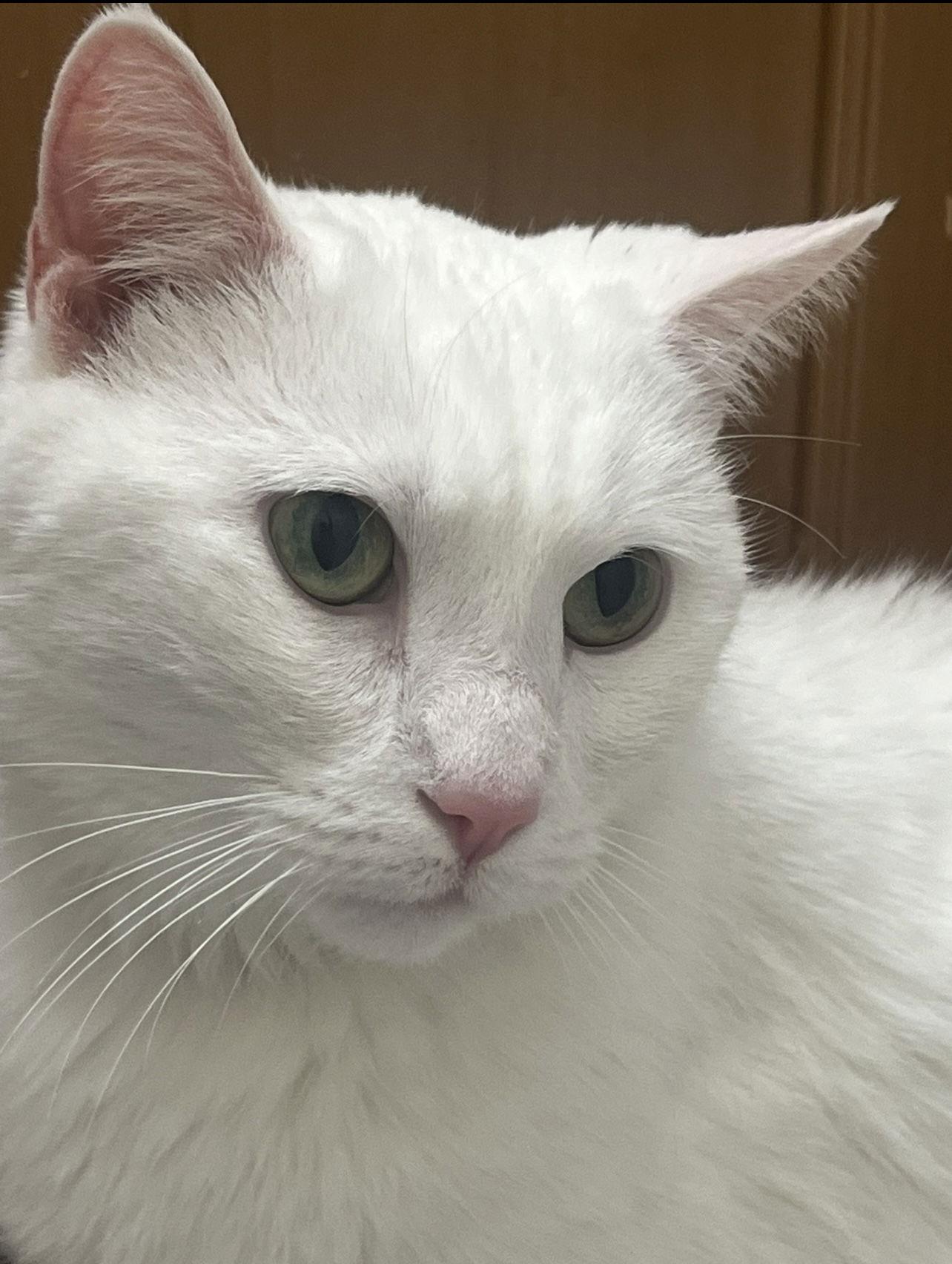 Enlarge Micky, a Adoptable Domestic Short Hair in Wheaton, IL image 3/3